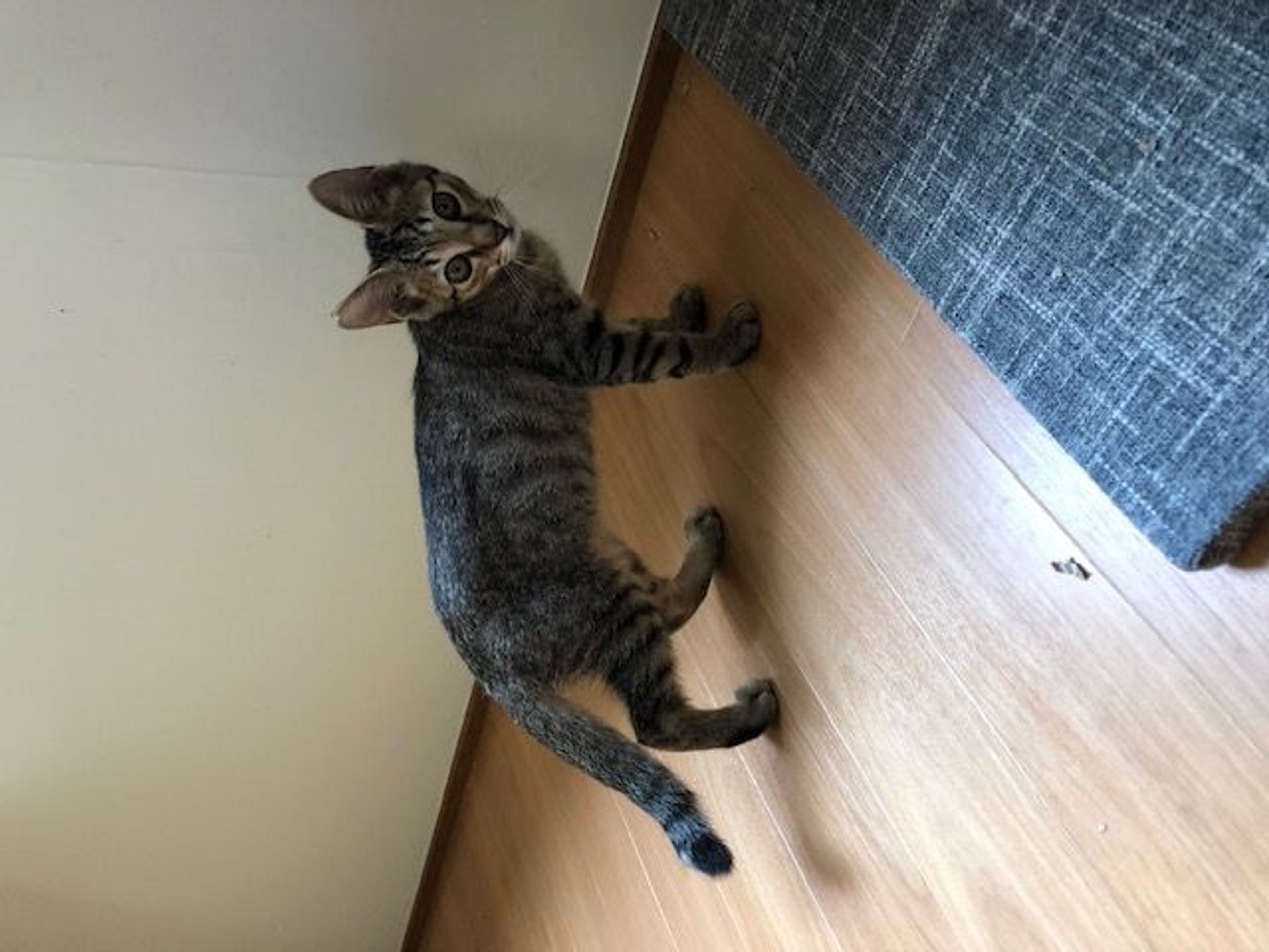 pet-image-5