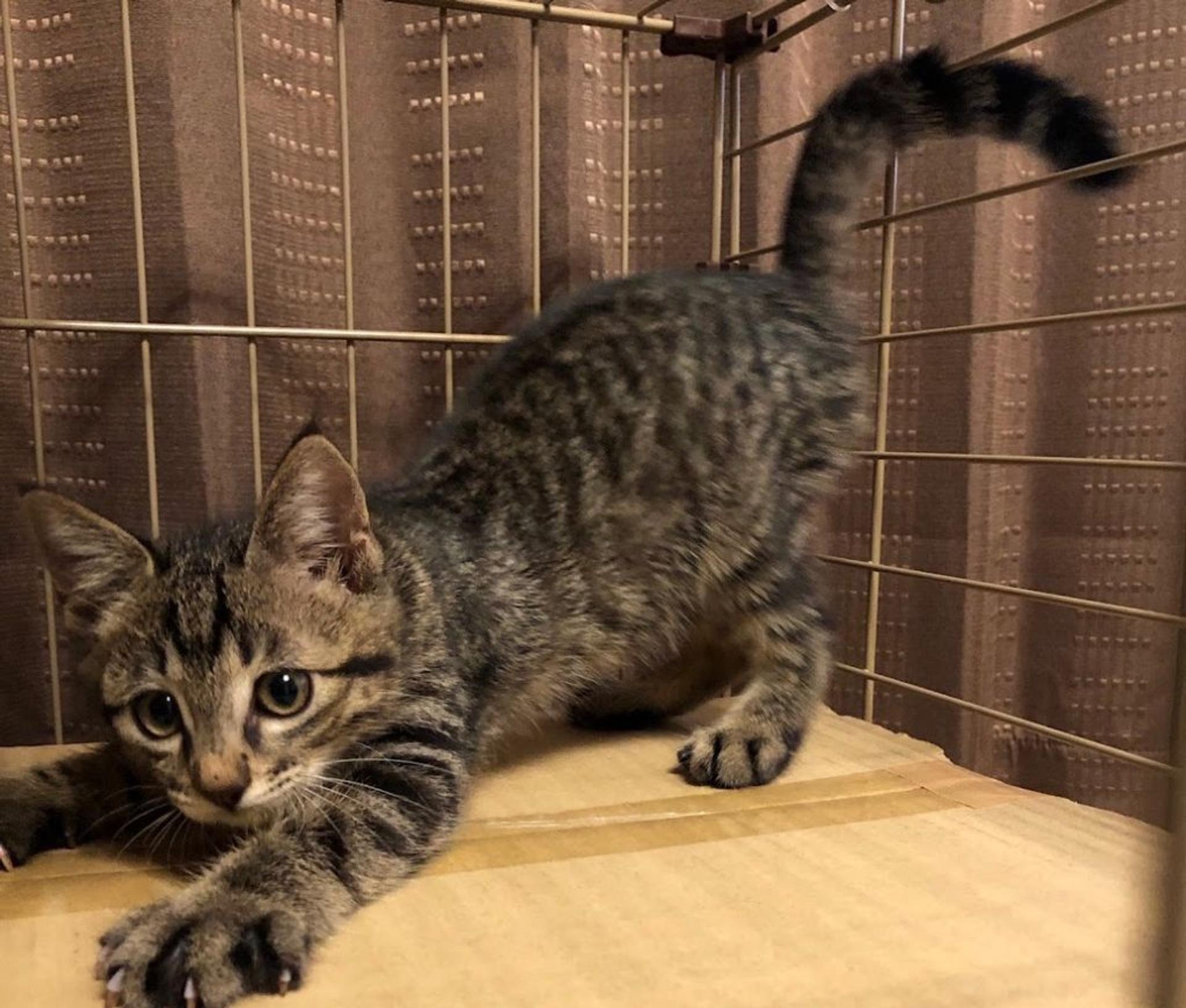 pet-image-3