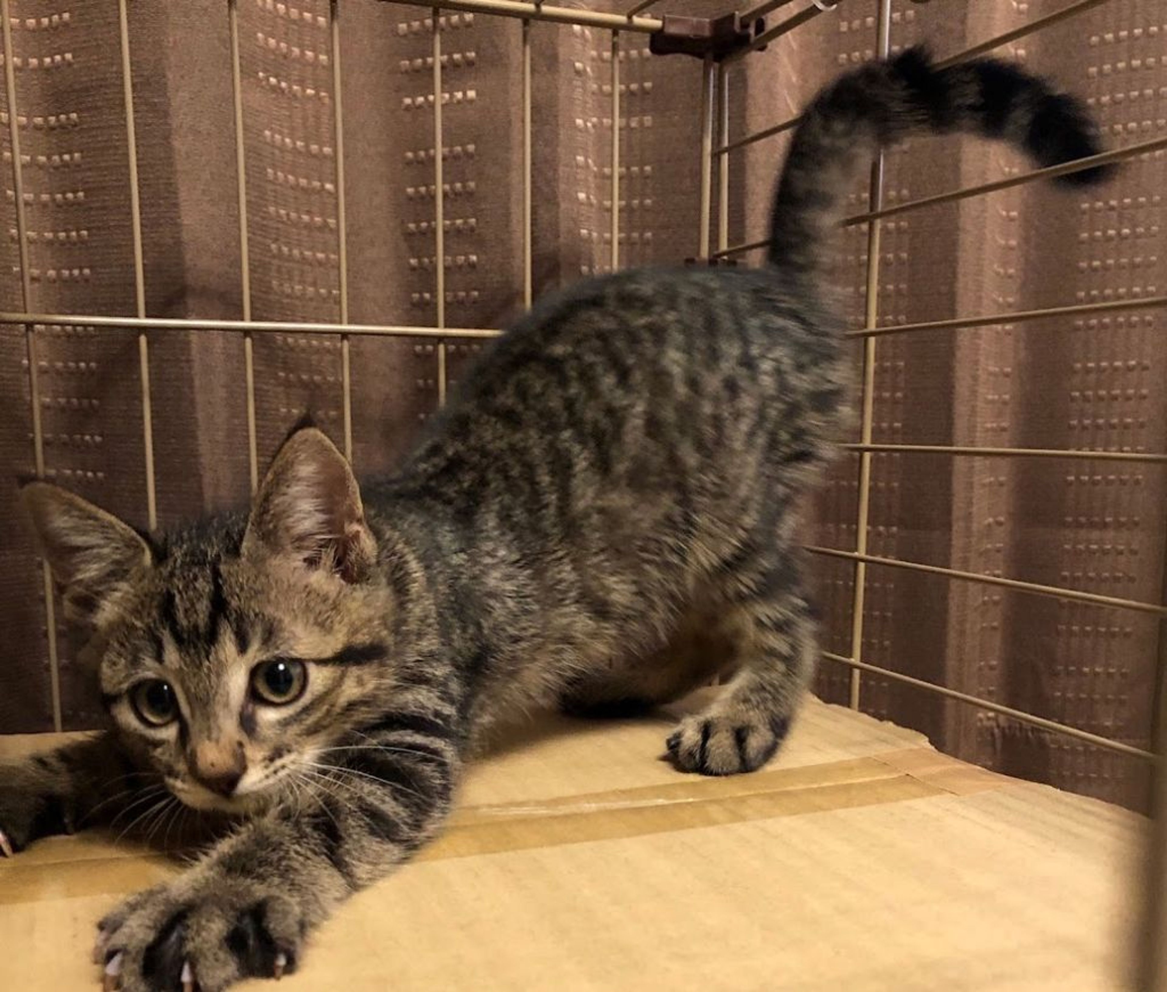 pet-image-3