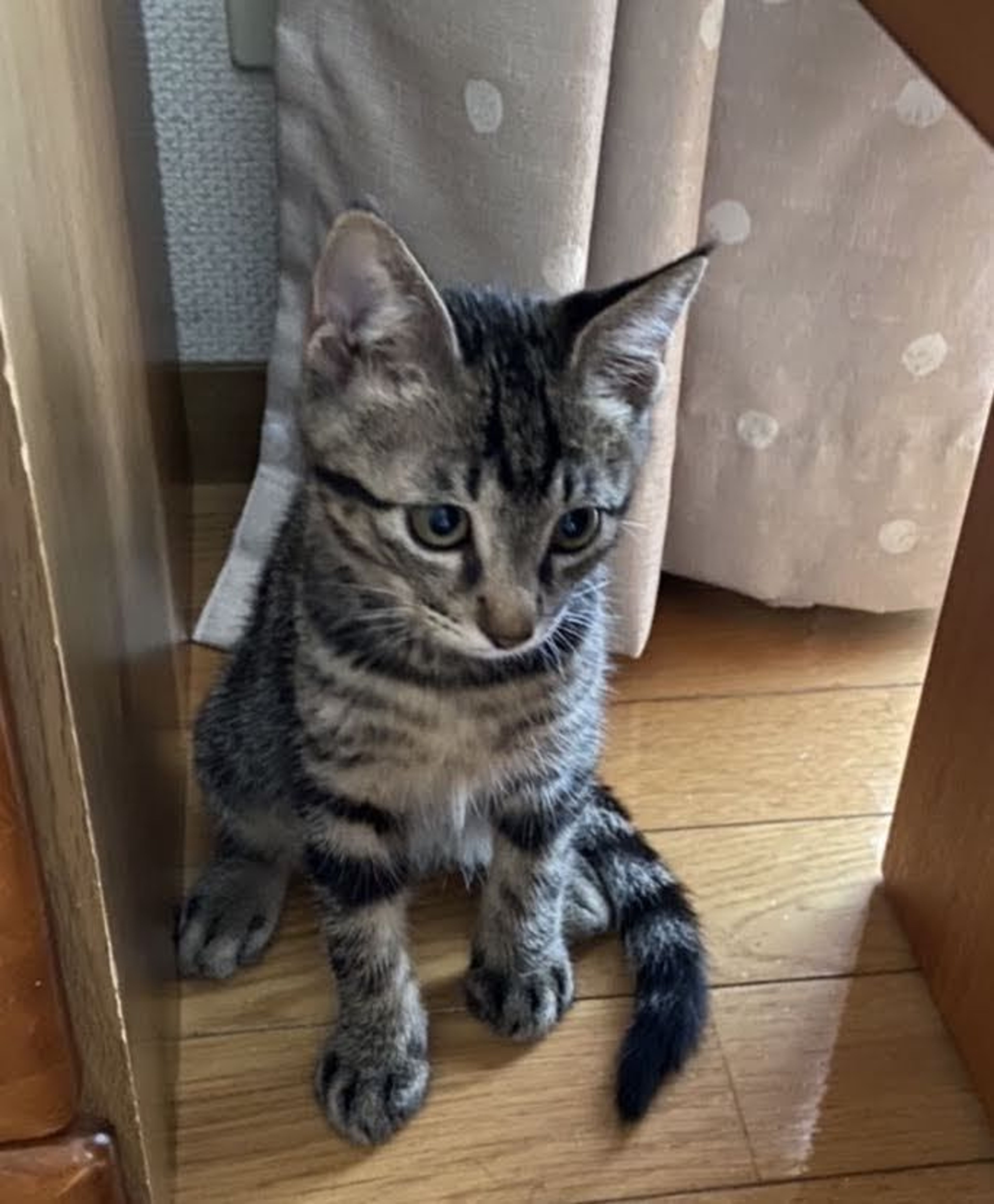 pet-image-4
