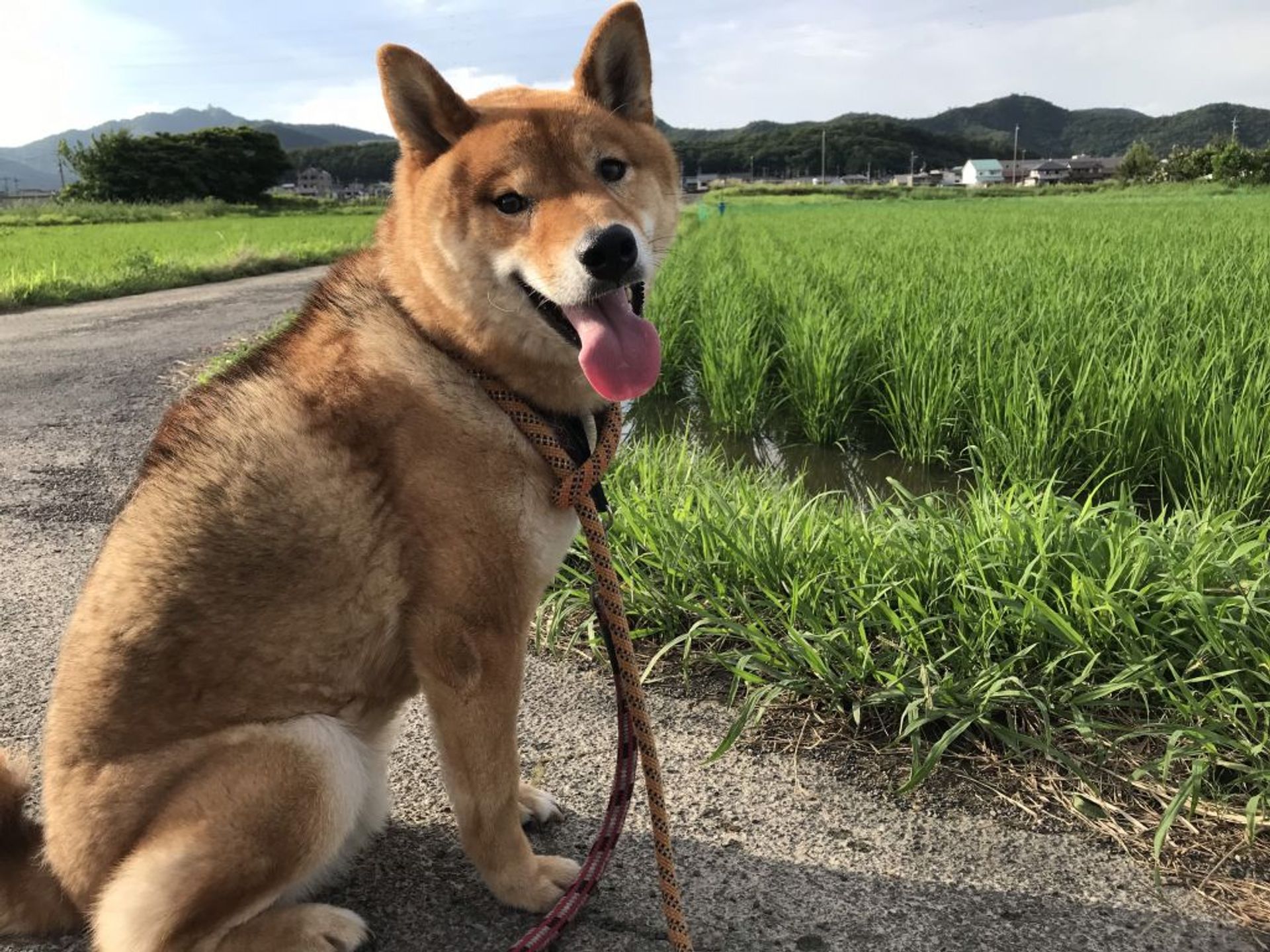 柴犬・オスの里親募集の写真