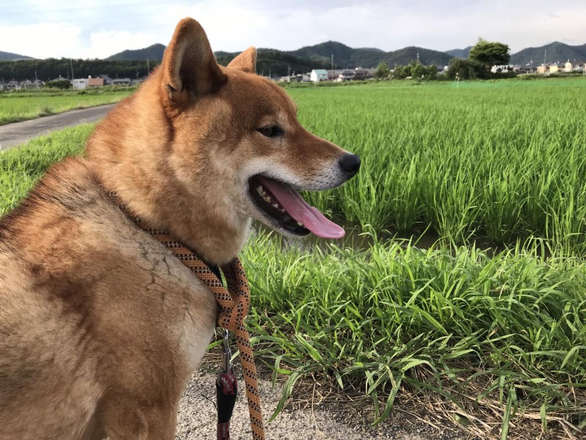 pet-image-5