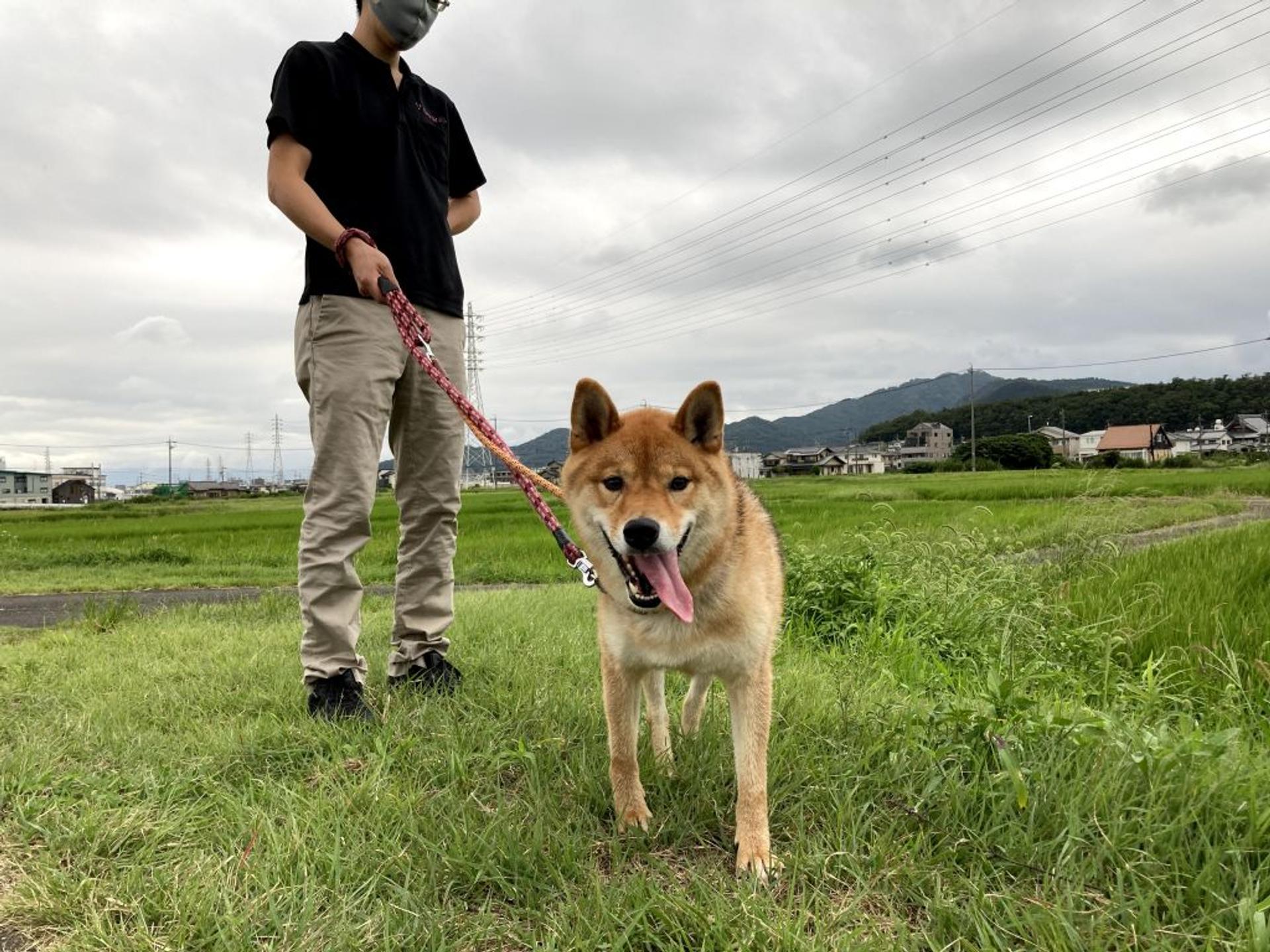 pet-image-4