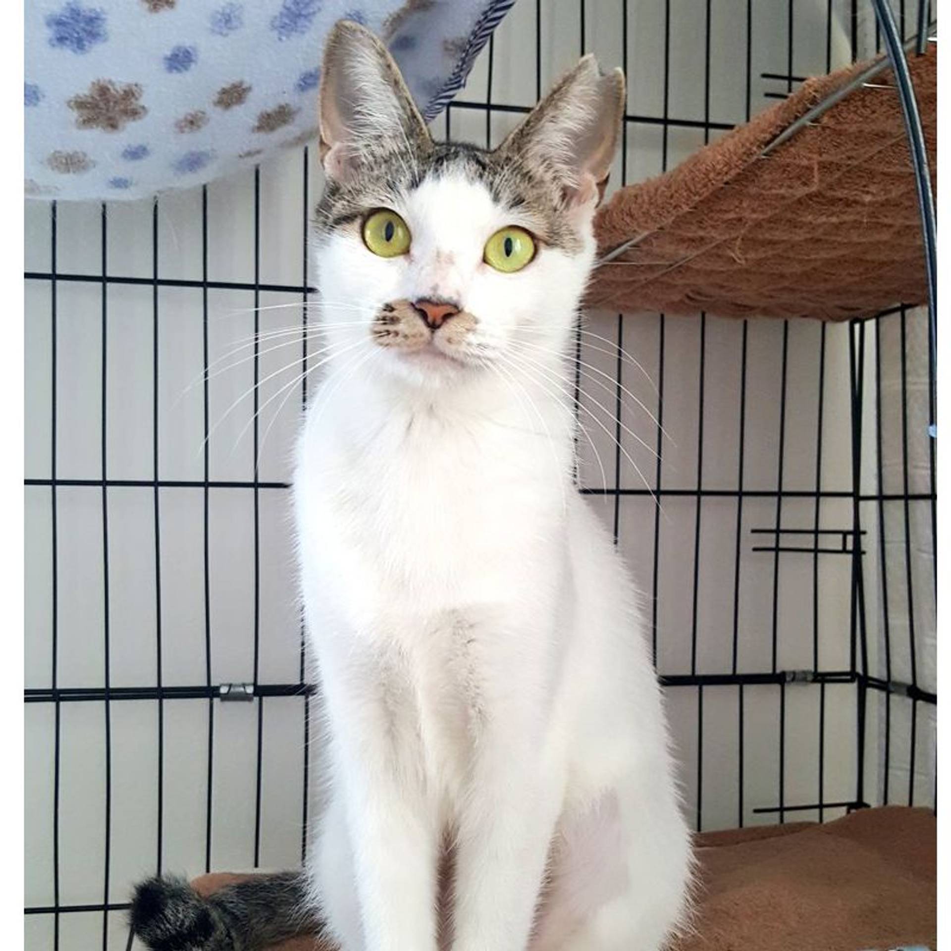 雑種（ミックス猫）・メスの里親募集の写真