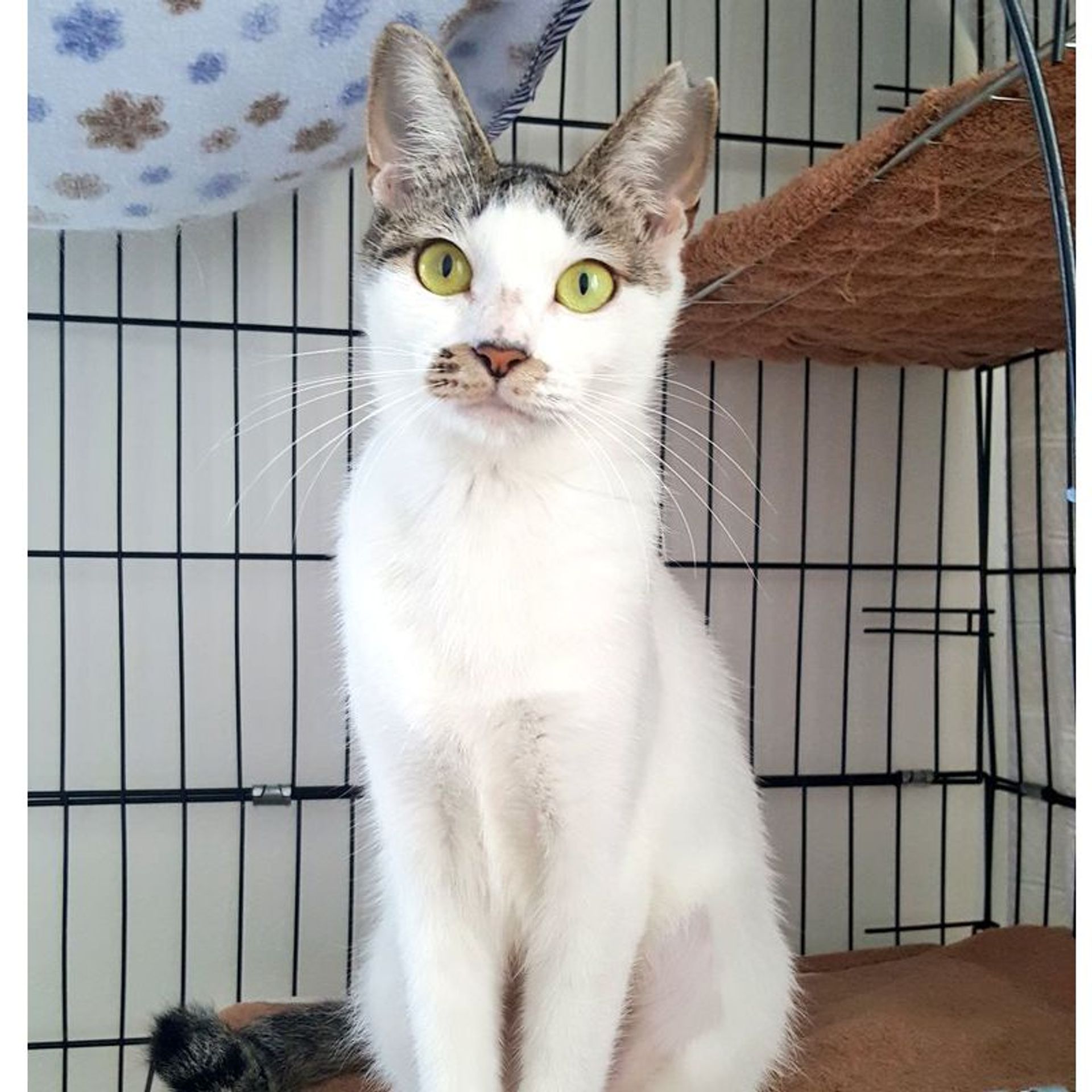 雑種（ミックス猫）・メスの里親募集の写真