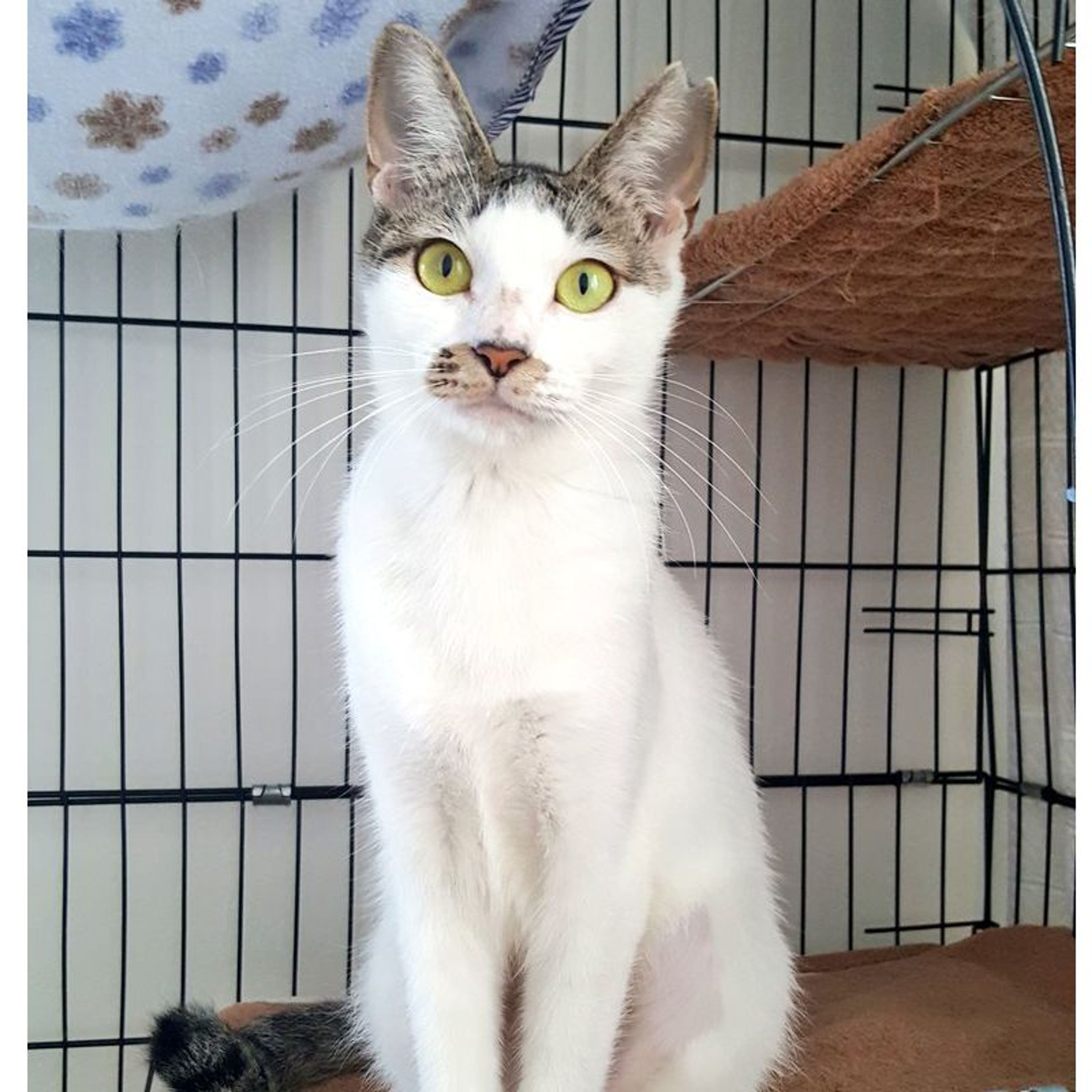 雑種（ミックス猫）・メスの里親募集の写真