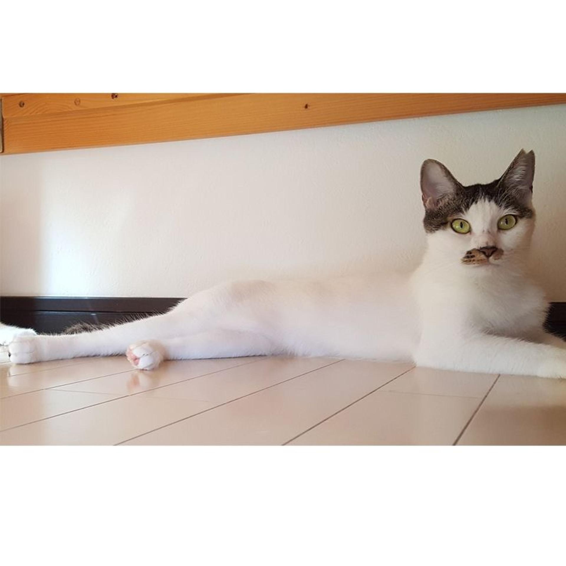 pet-image-5