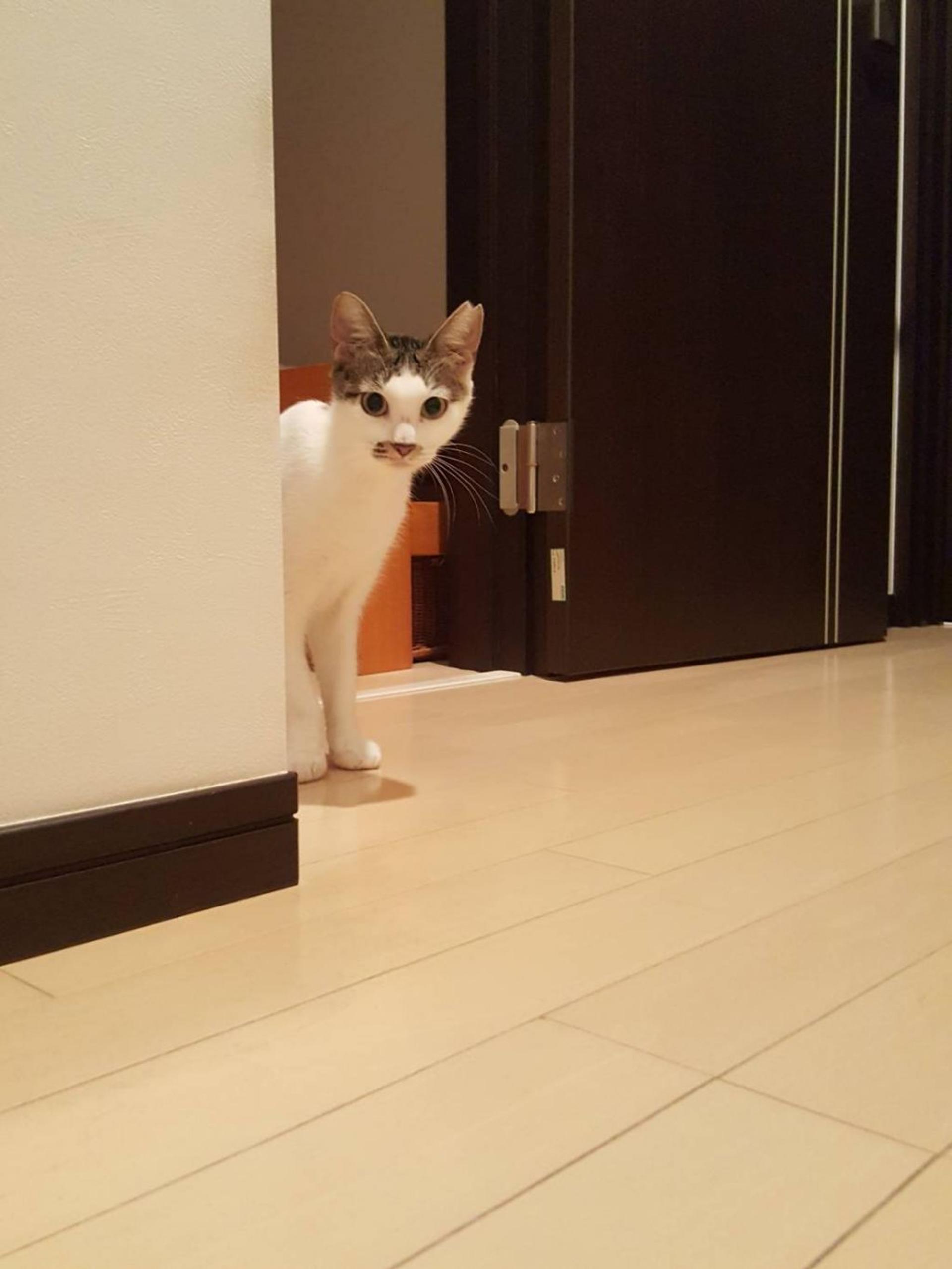 pet-image-6