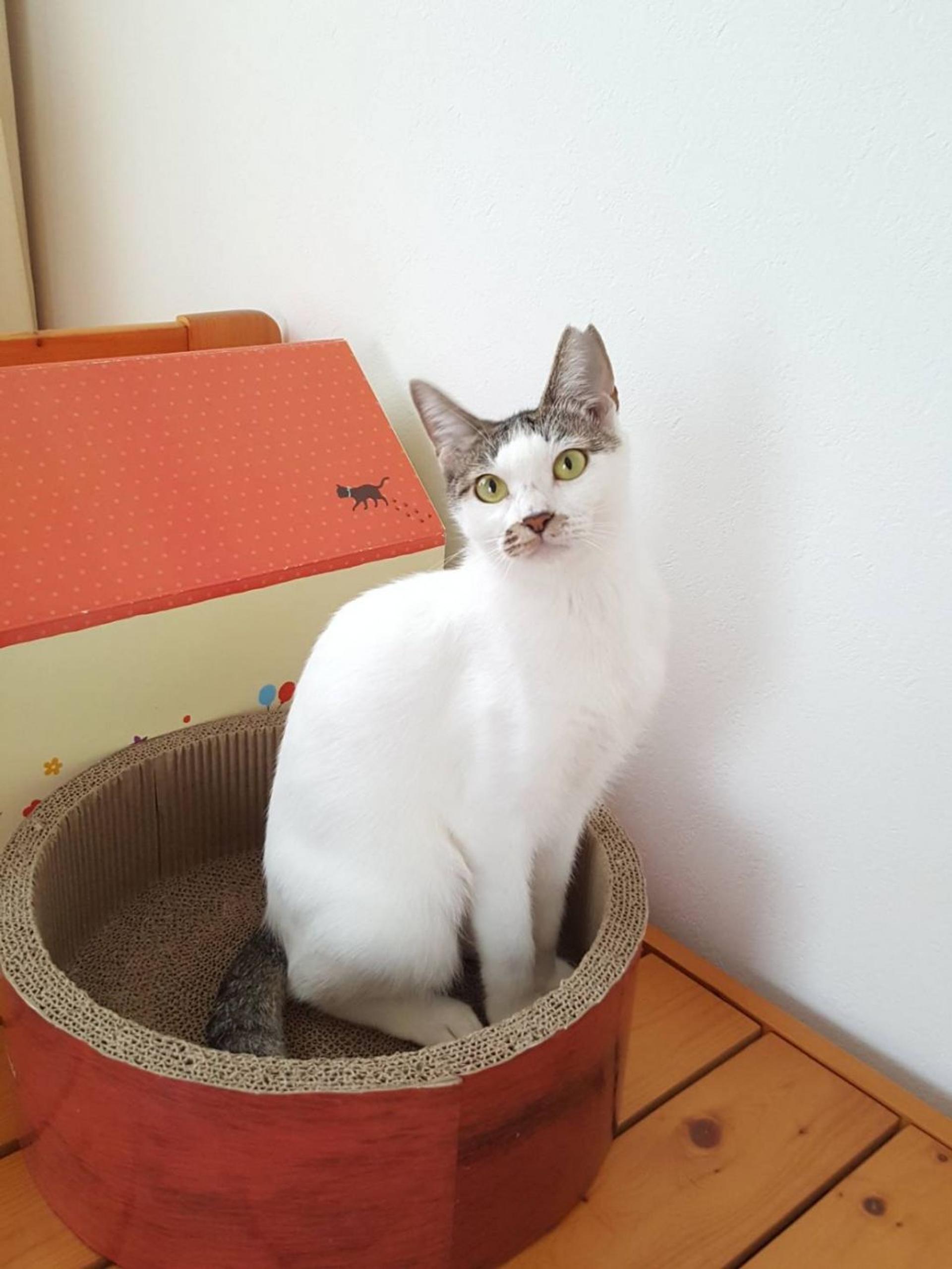 pet-image-7