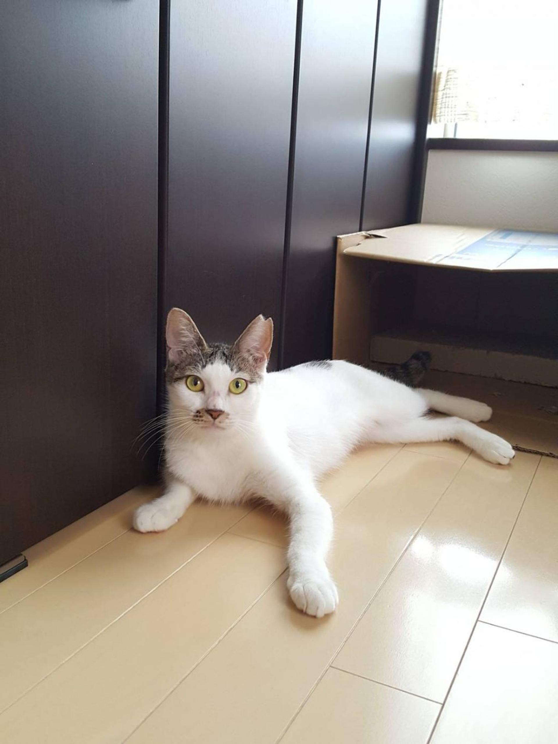 pet-image-8