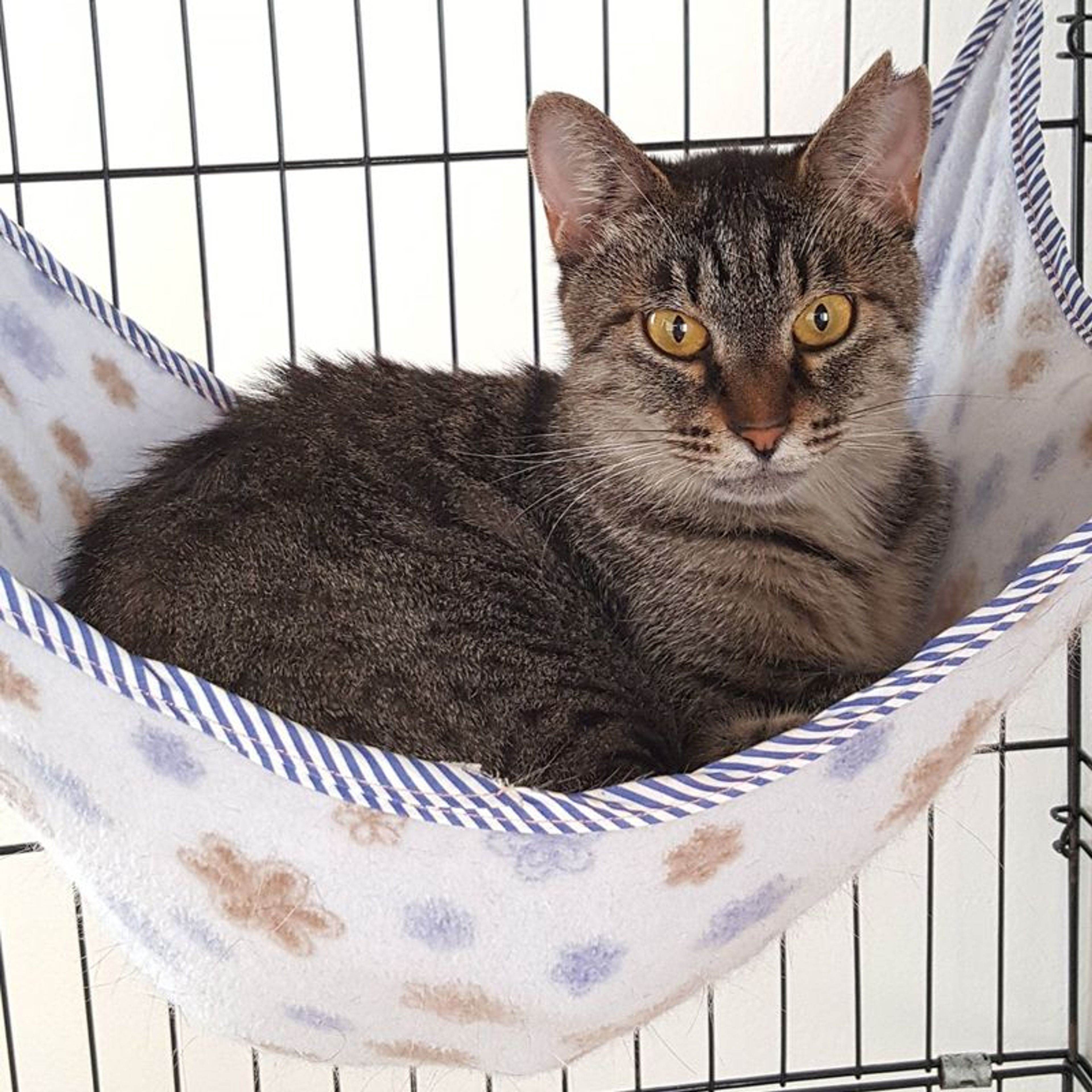 pet-image-2