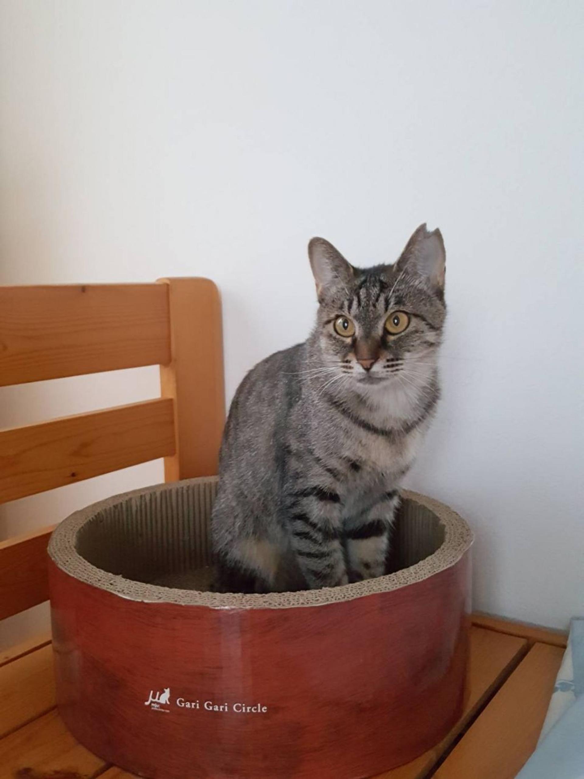 pet-image-3