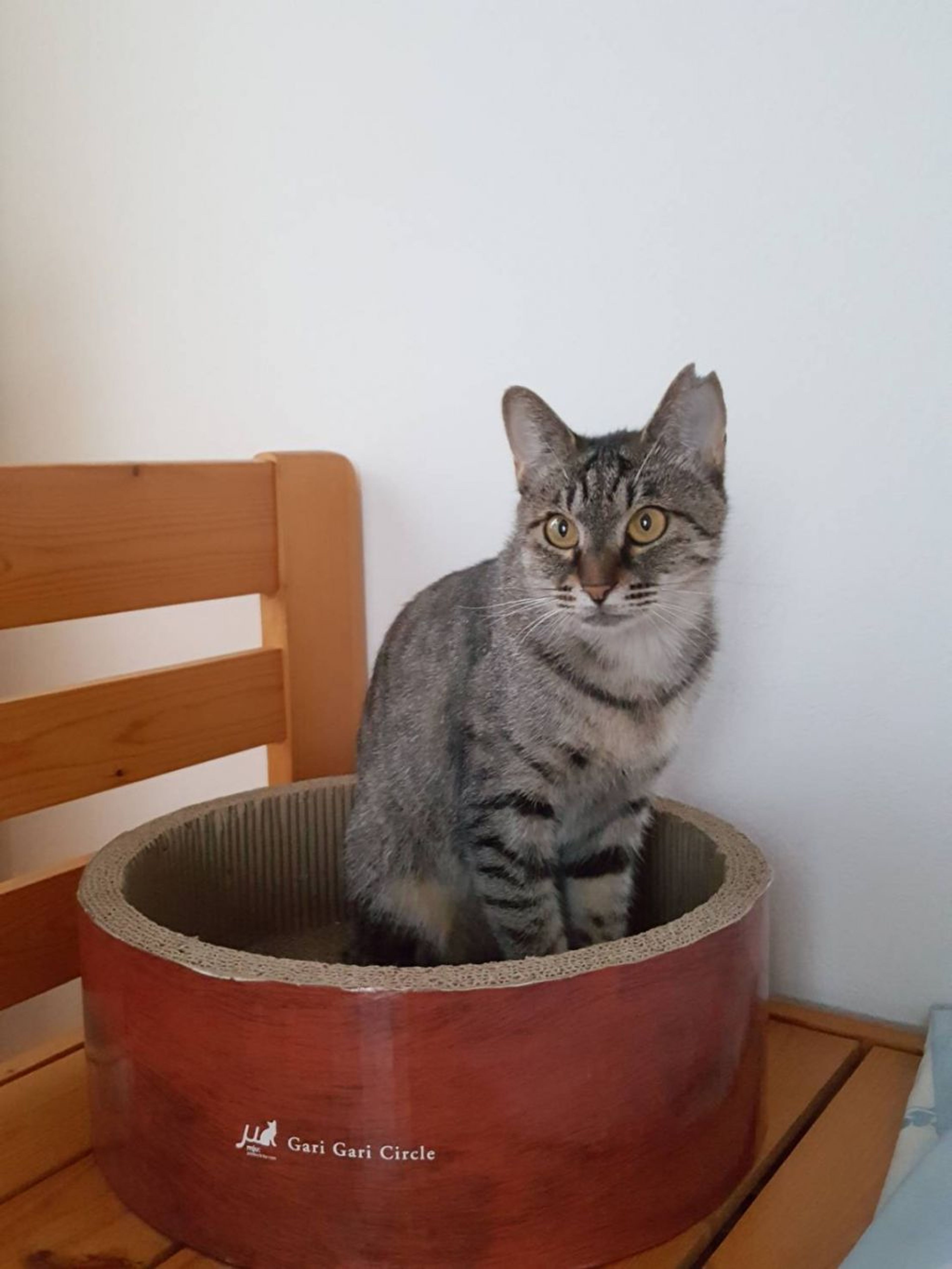 pet-image-3