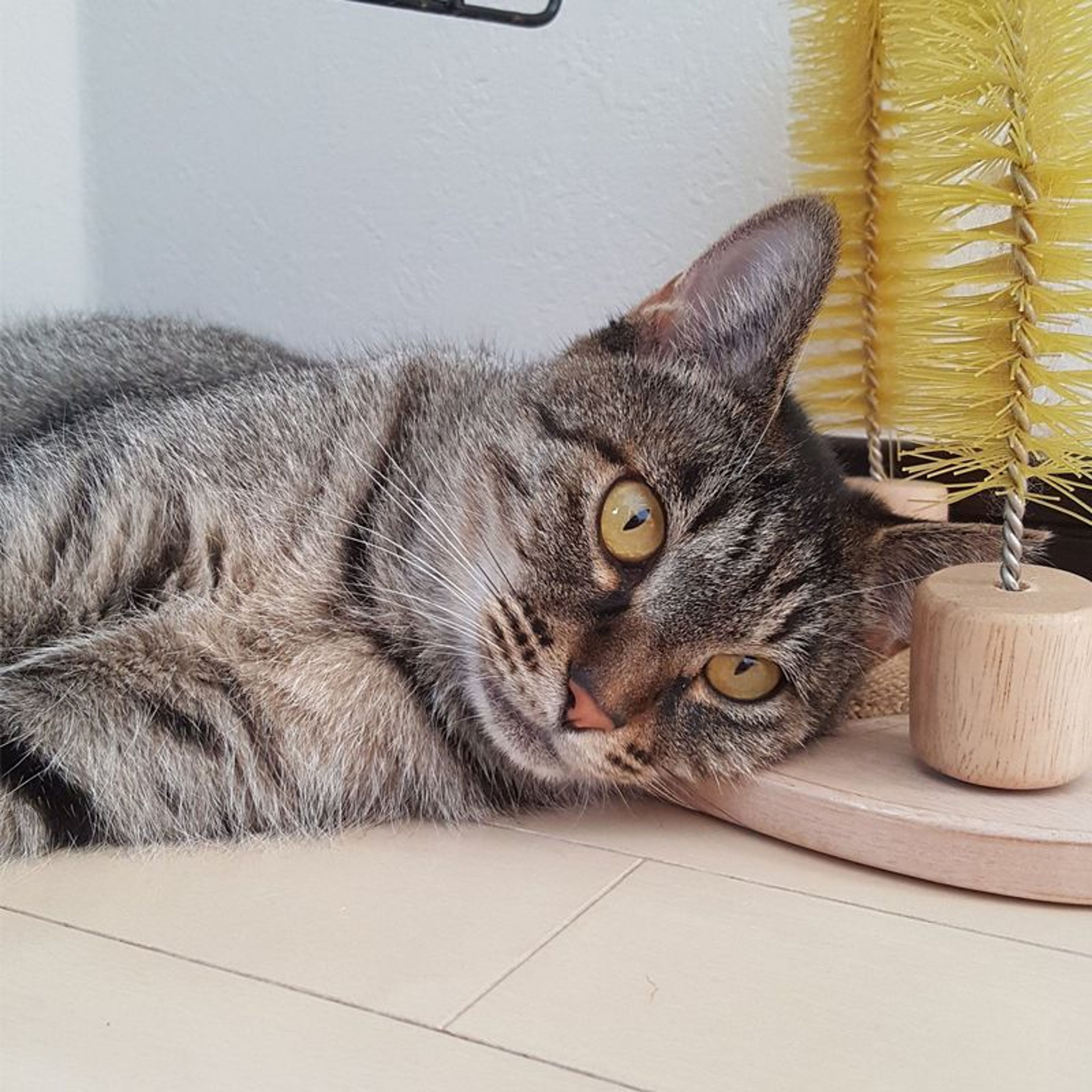 pet-image-4
