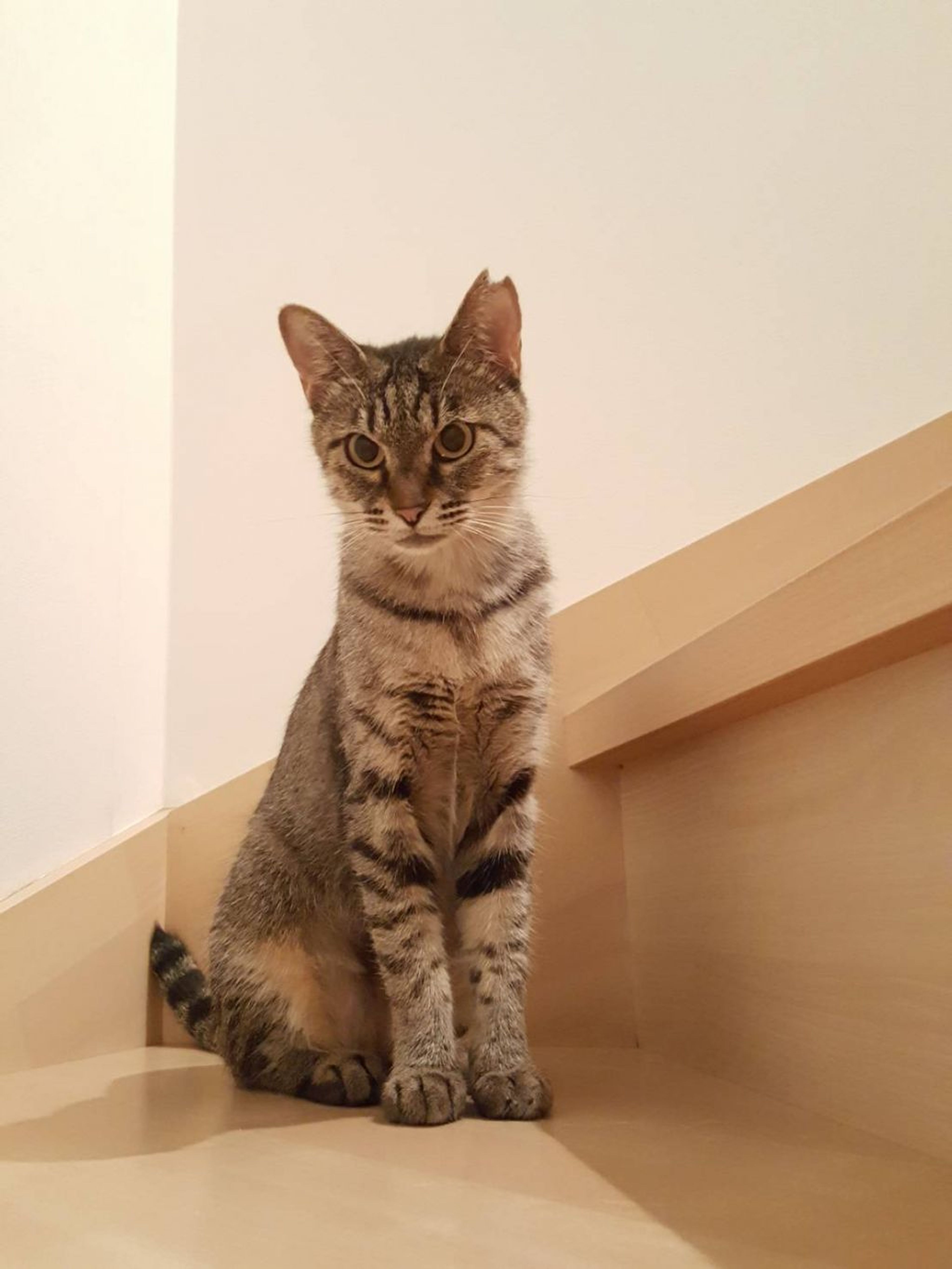 pet-image-6