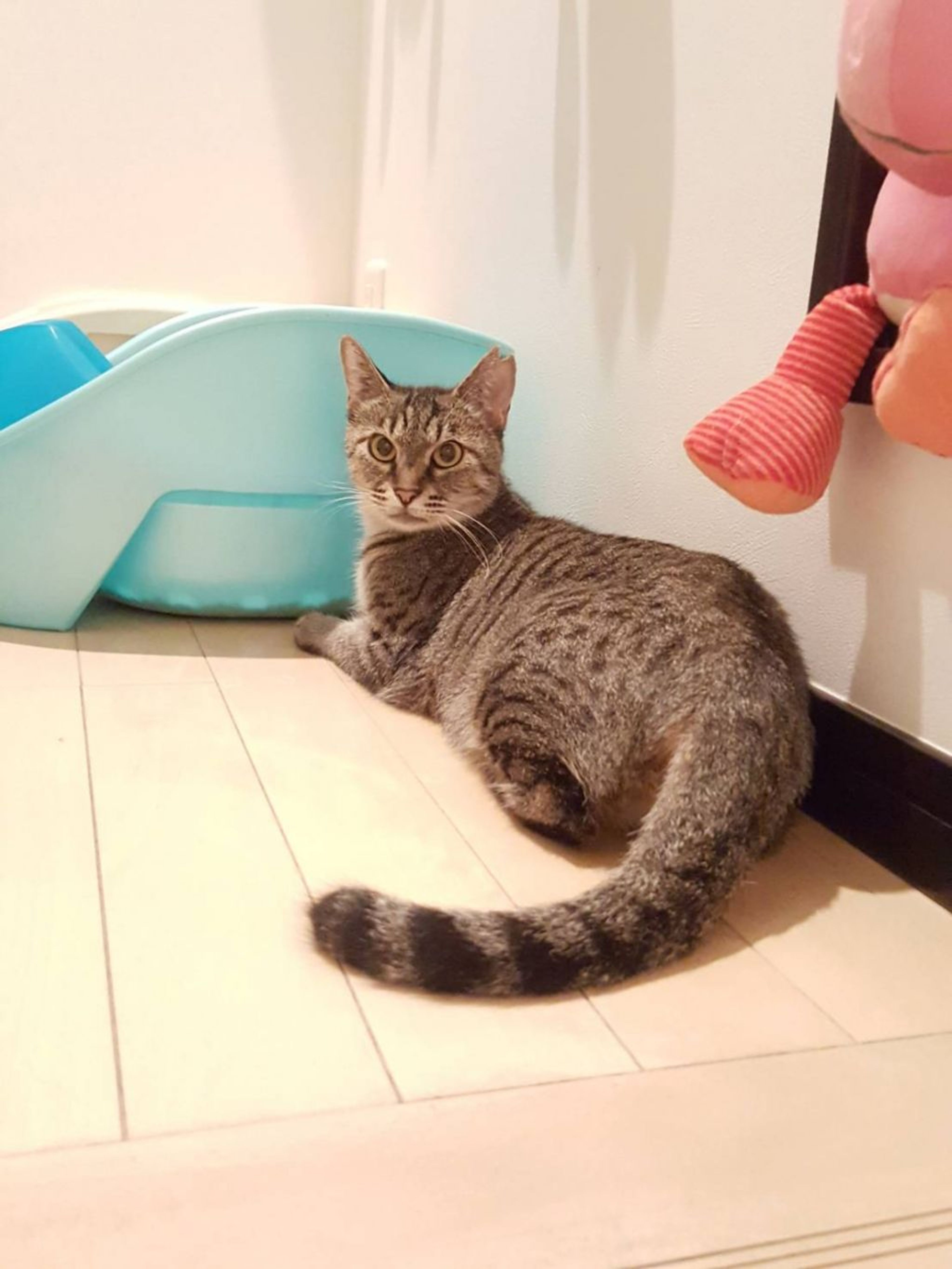 pet-image-7