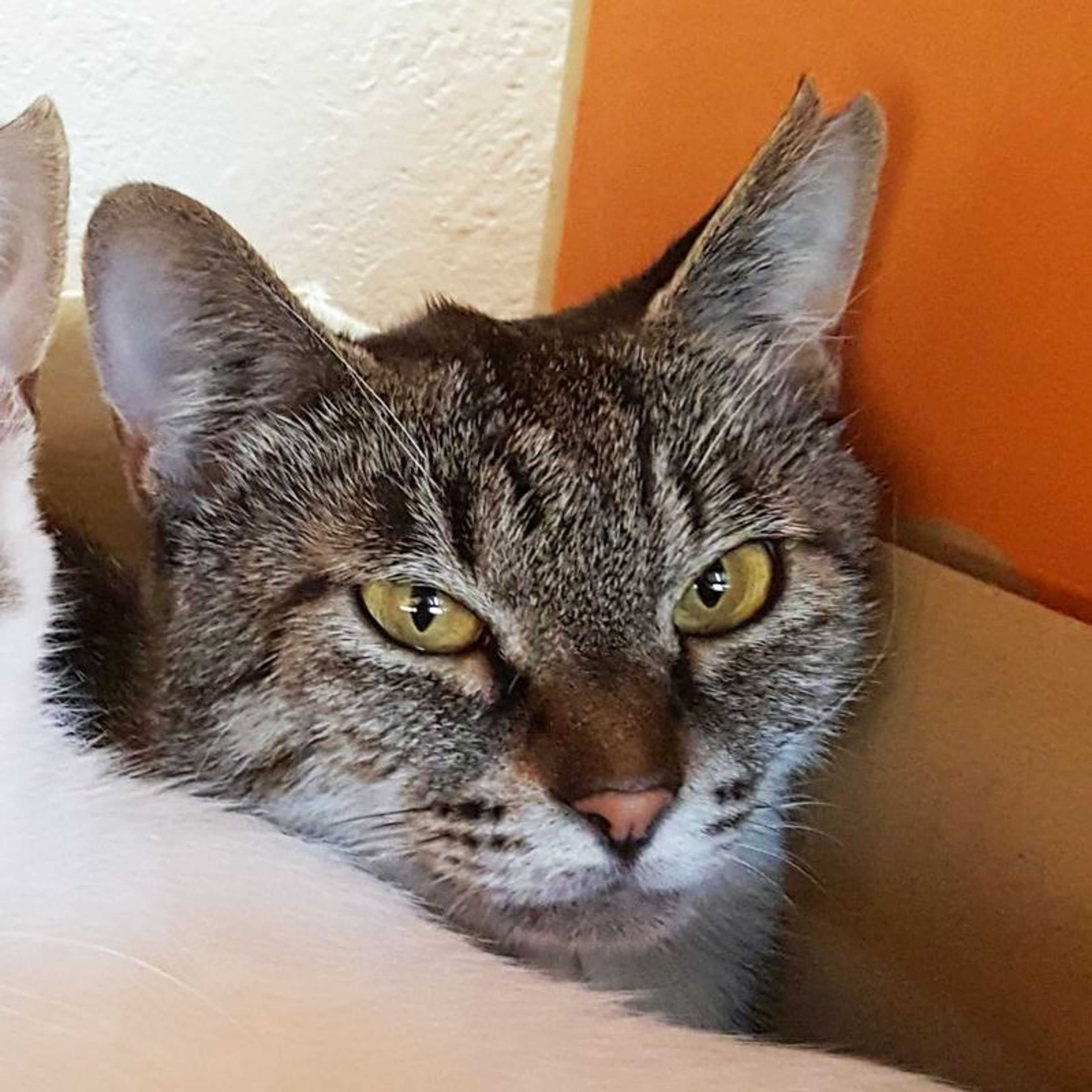 pet-image-8