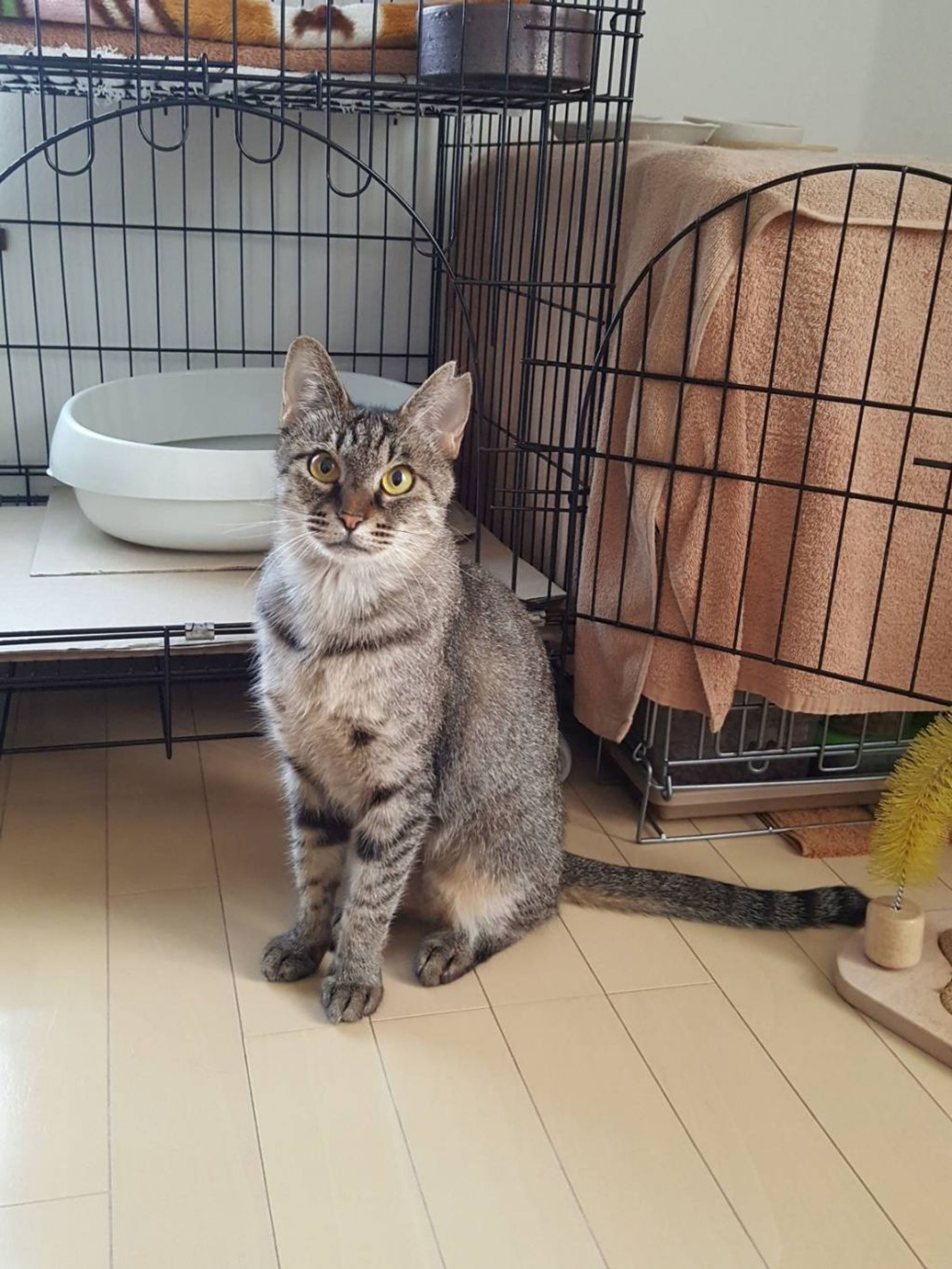 pet-image-9