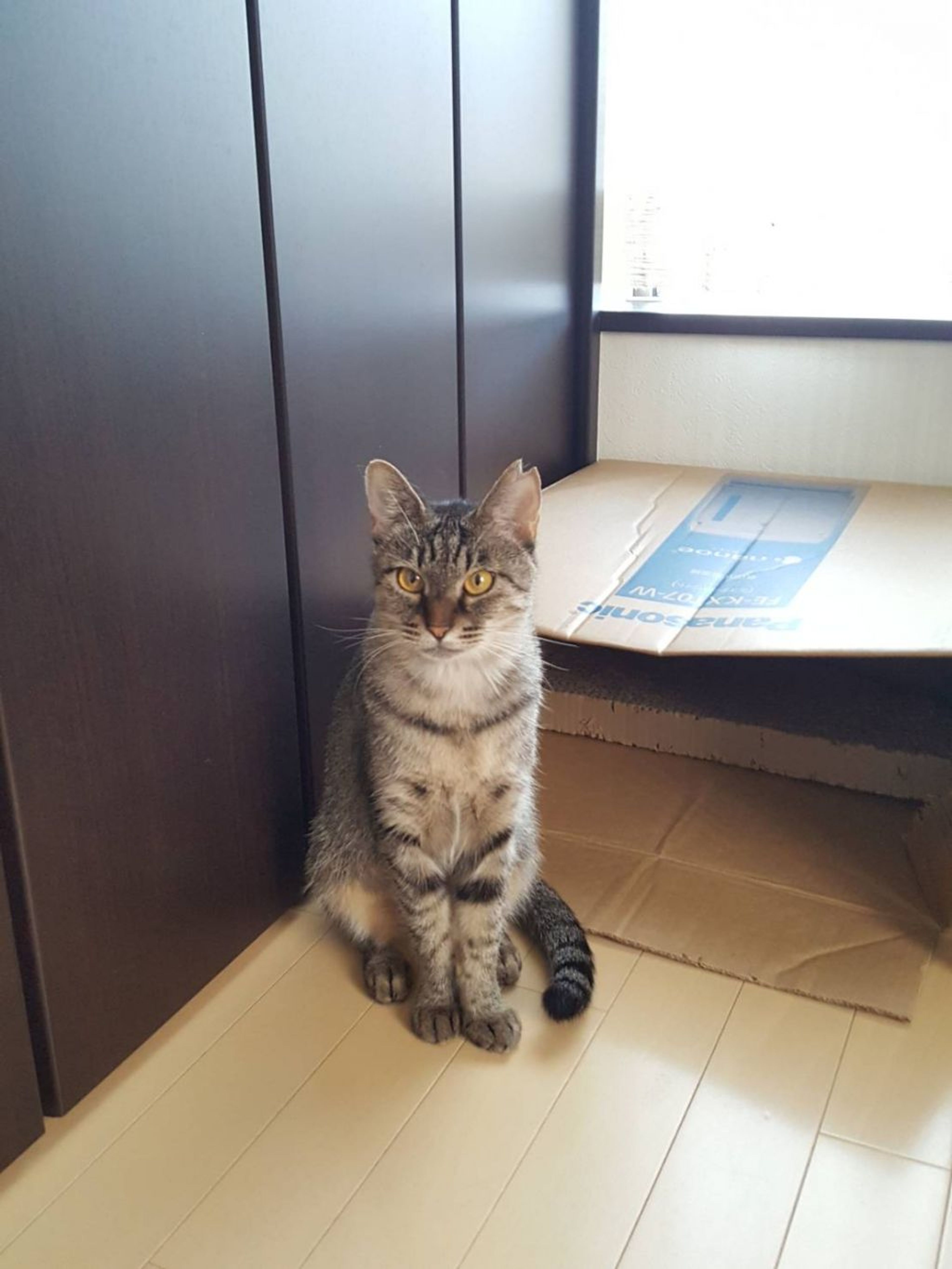 pet-image-10