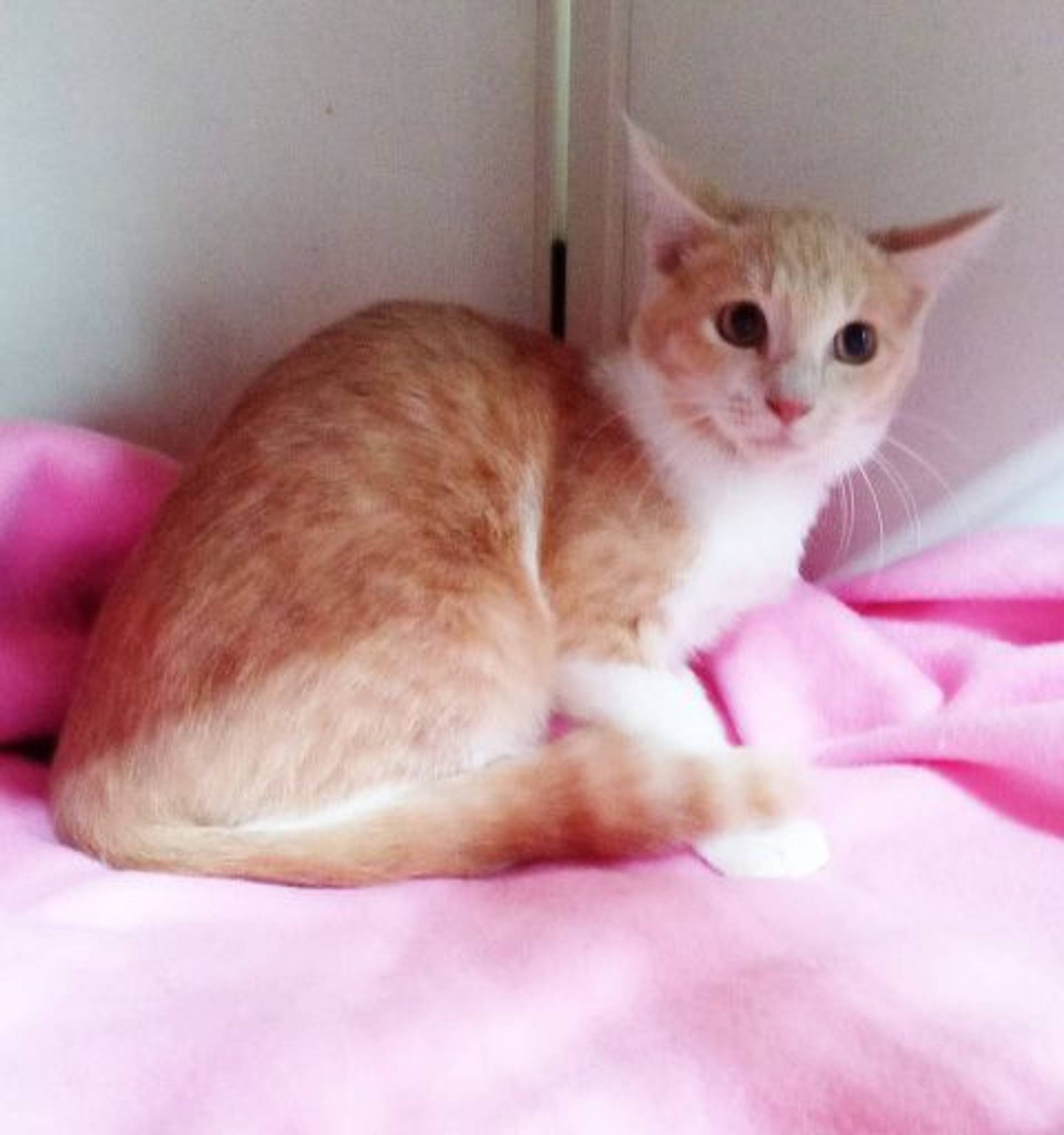 雑種（ミックス猫）・メスの里親募集の写真