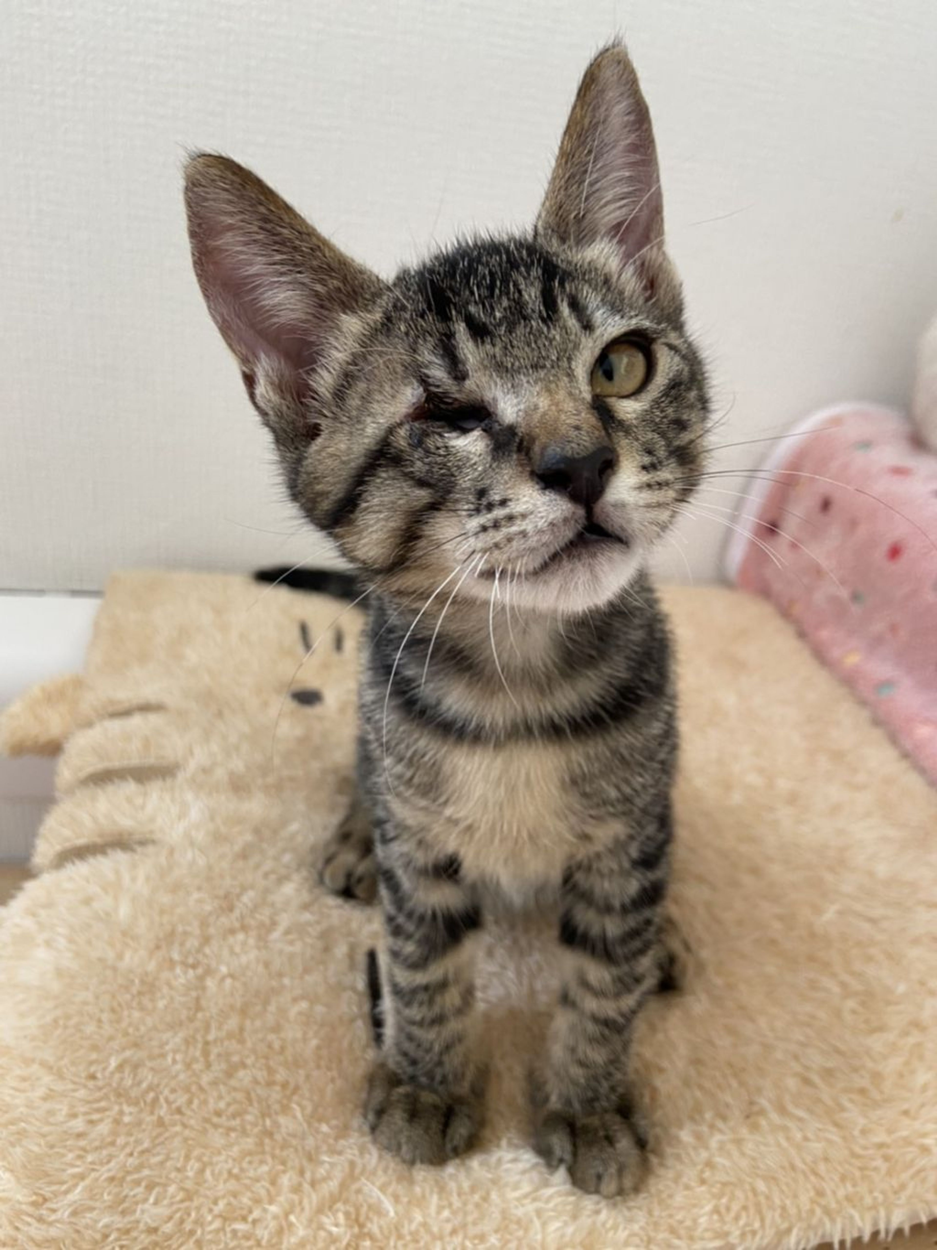 pet-image-2