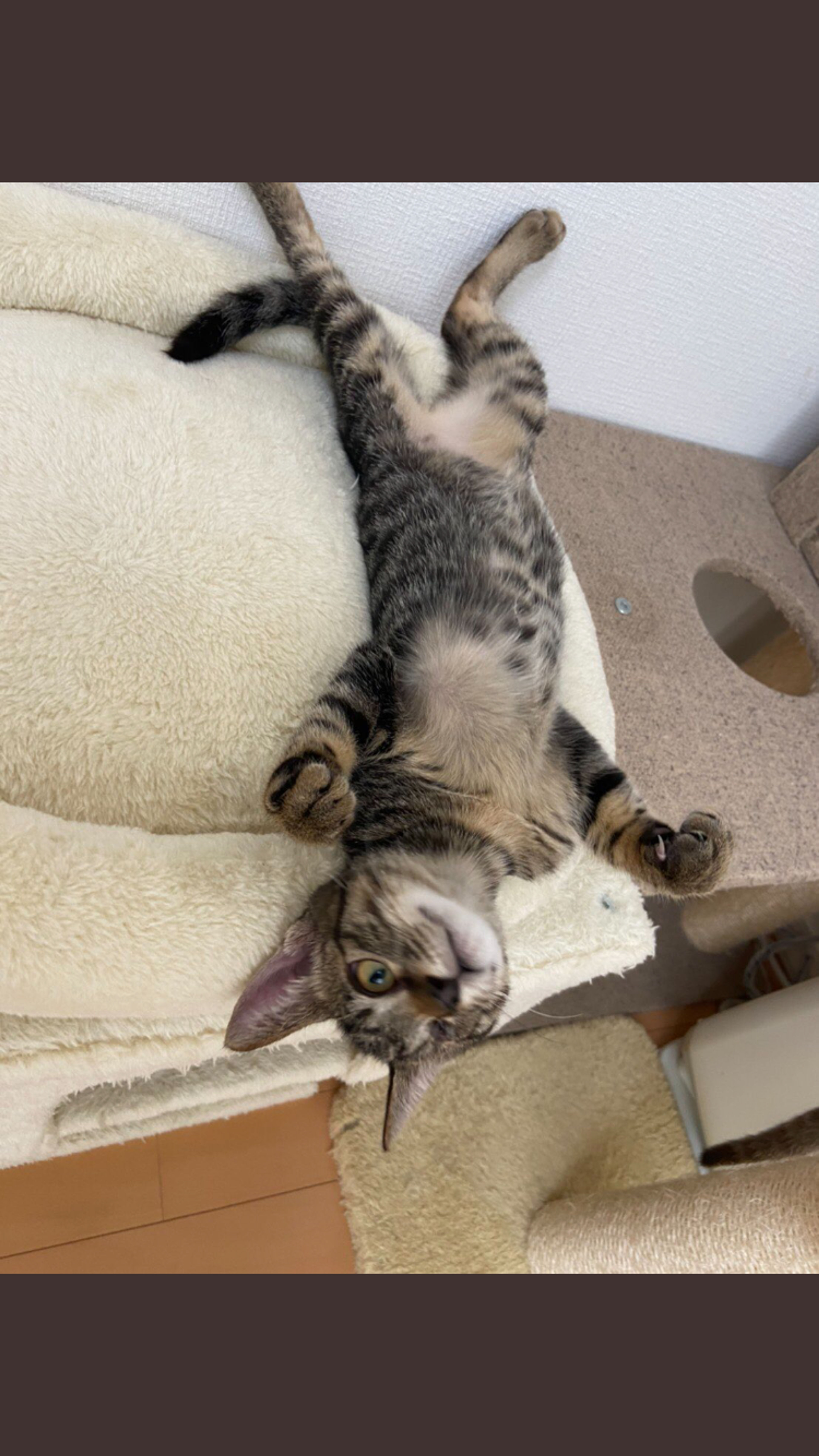 pet-image-4