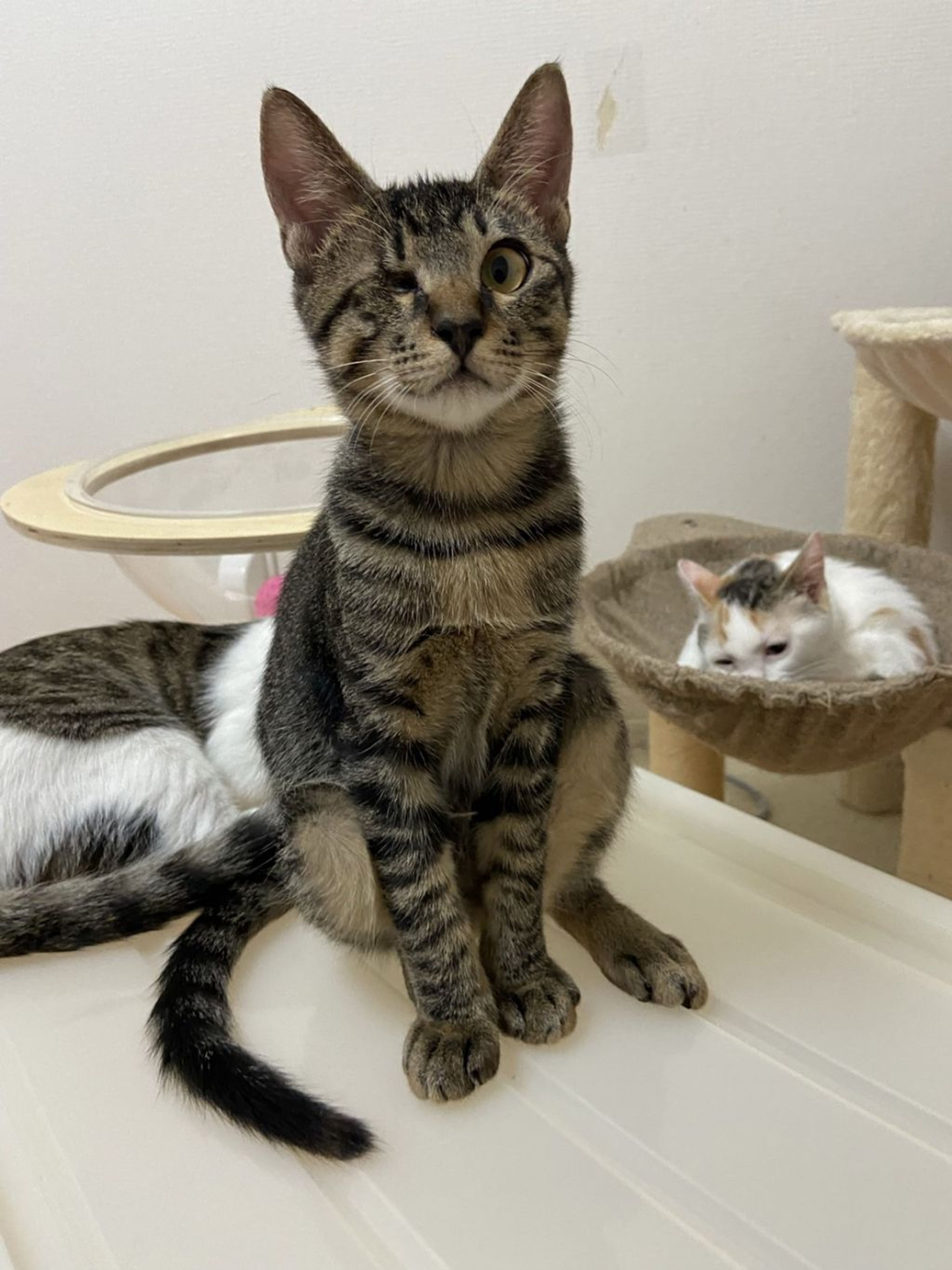 pet-image-3
