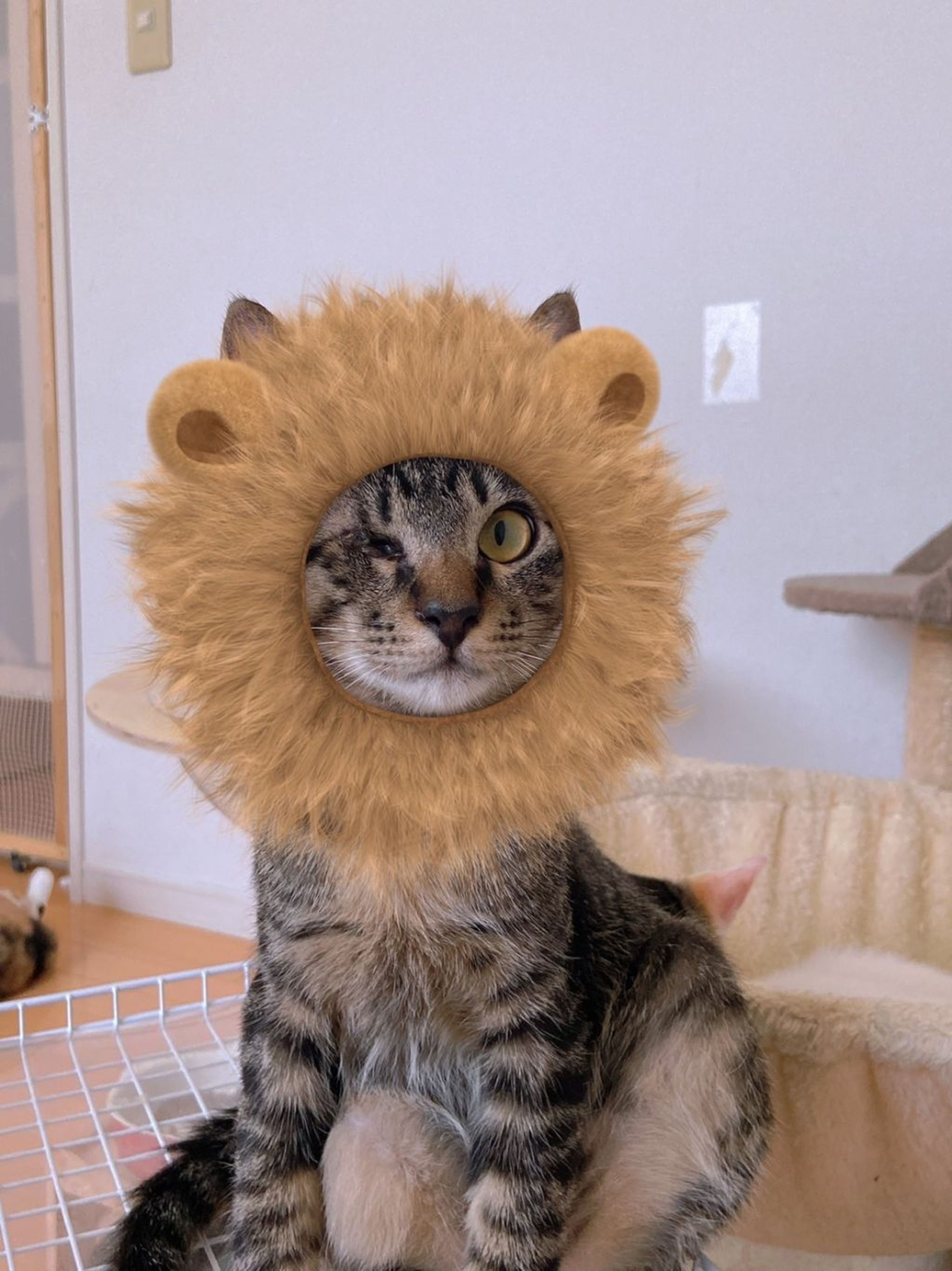 pet-image-6