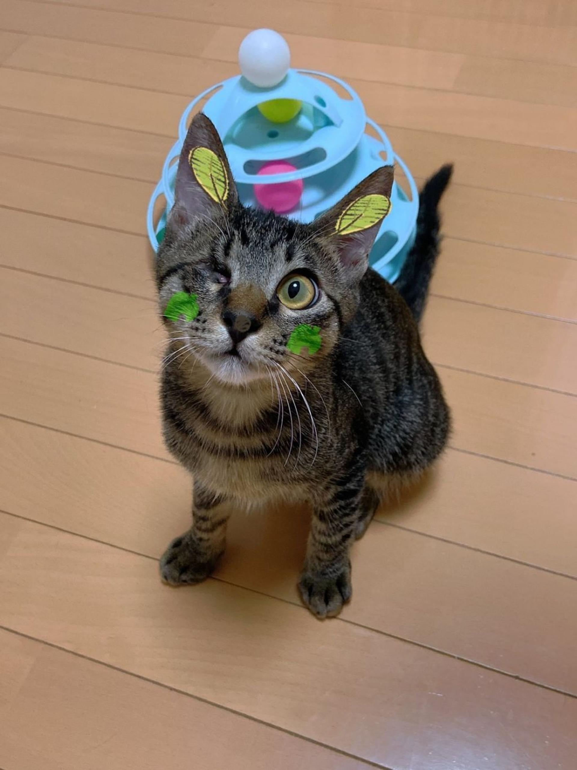 pet-image-7