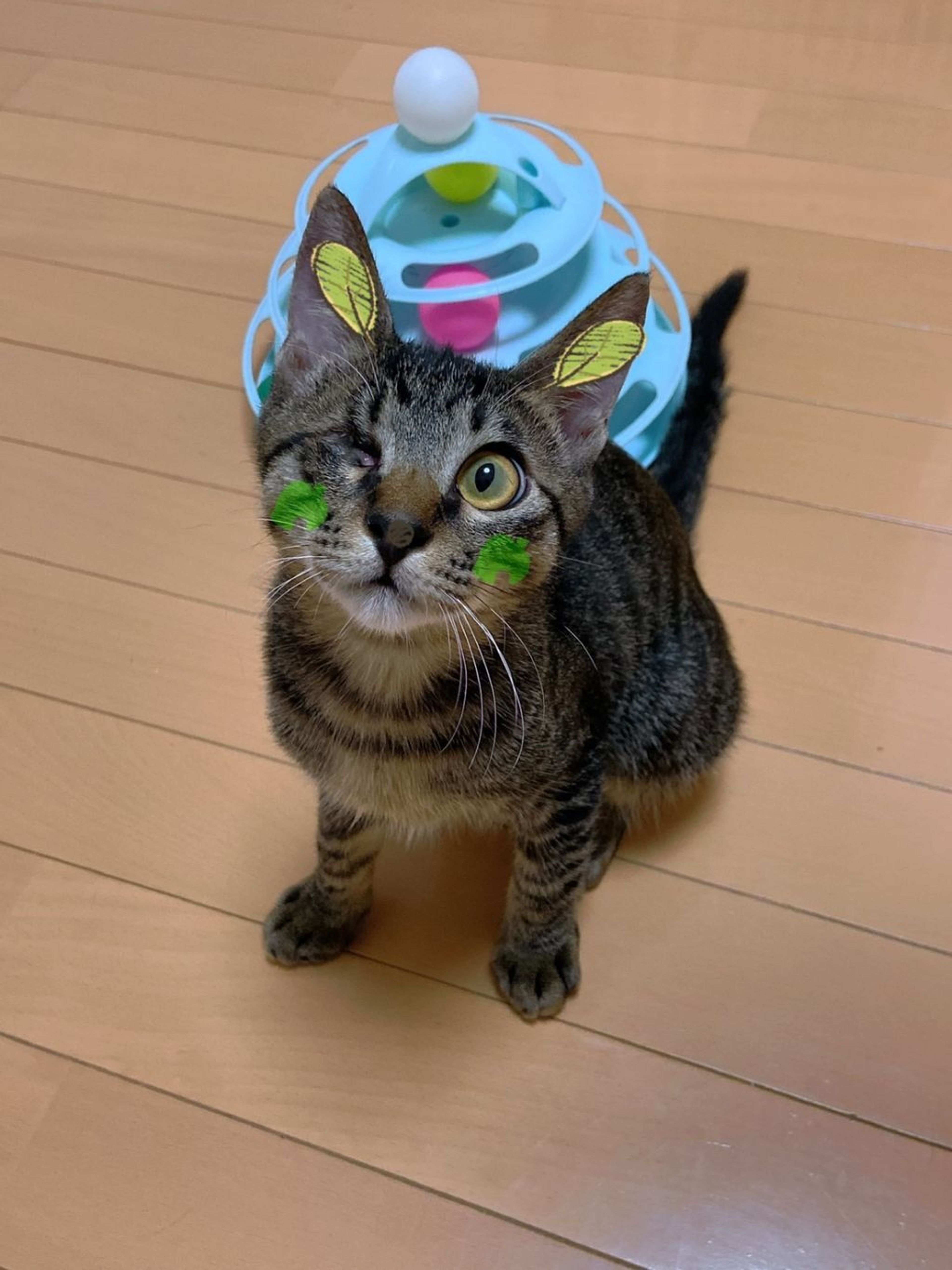 pet-image-7