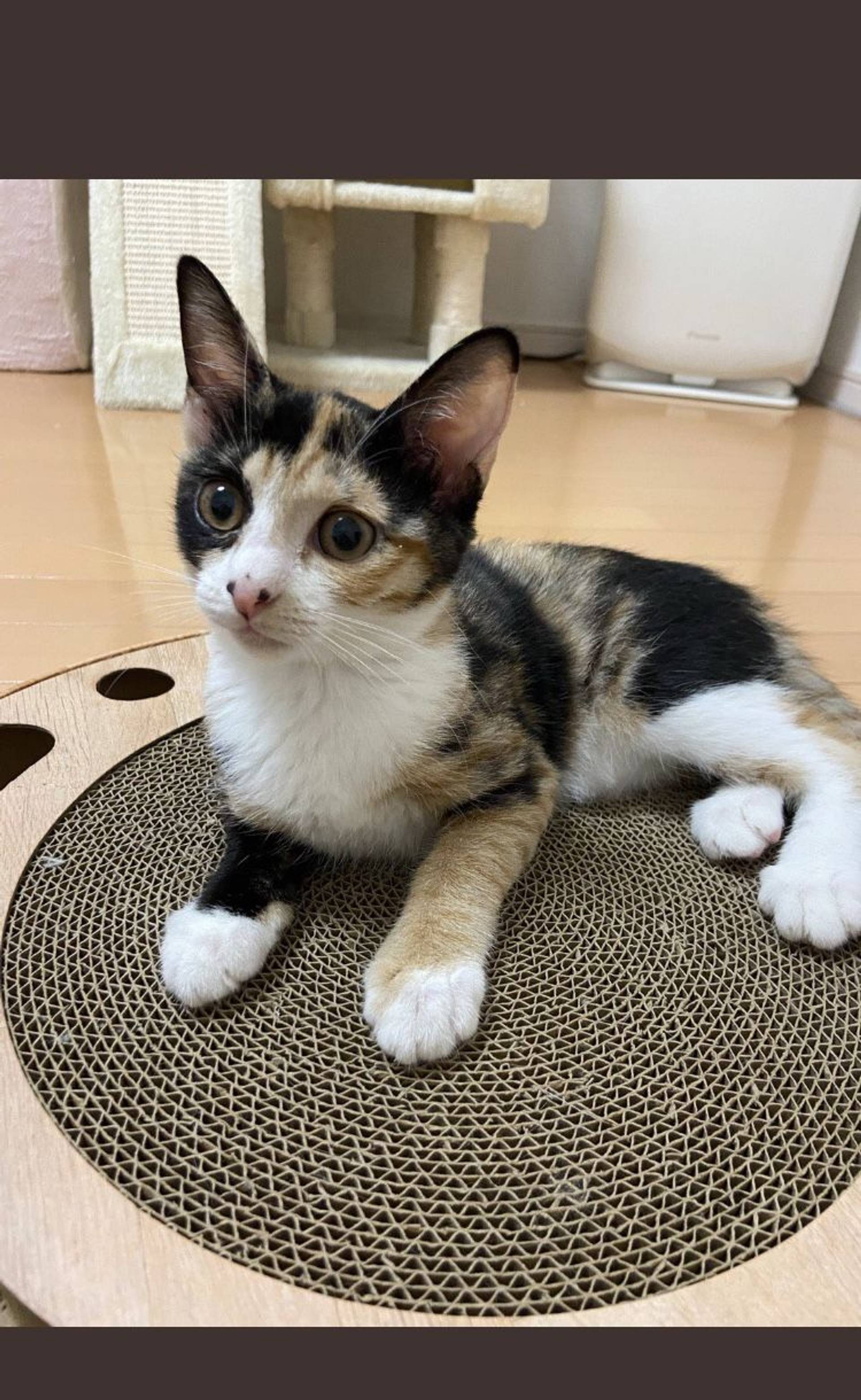 雑種（ミックス猫）・メスの里親募集の写真