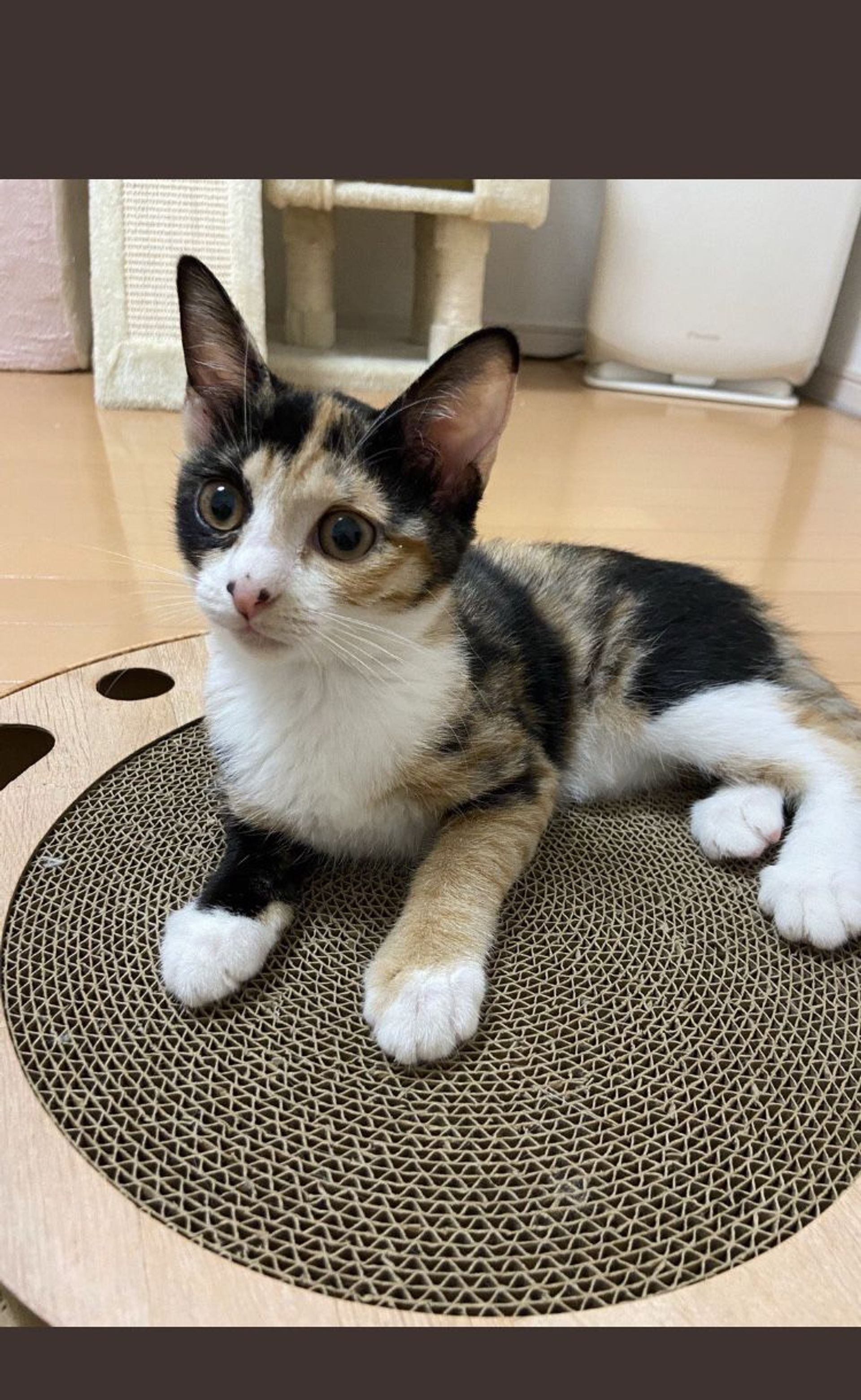 雑種（ミックス猫）・メスの里親募集の写真