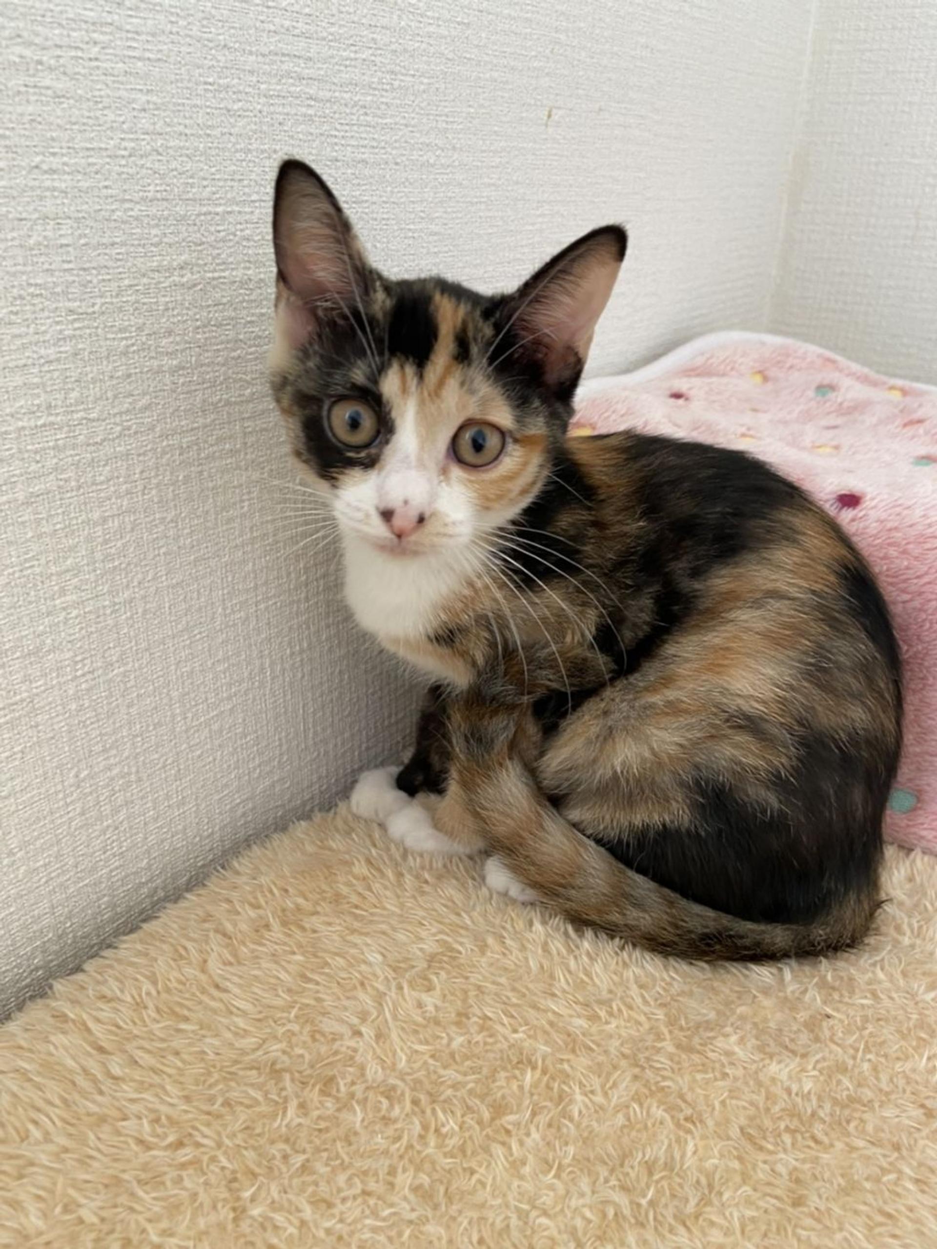 pet-image-5