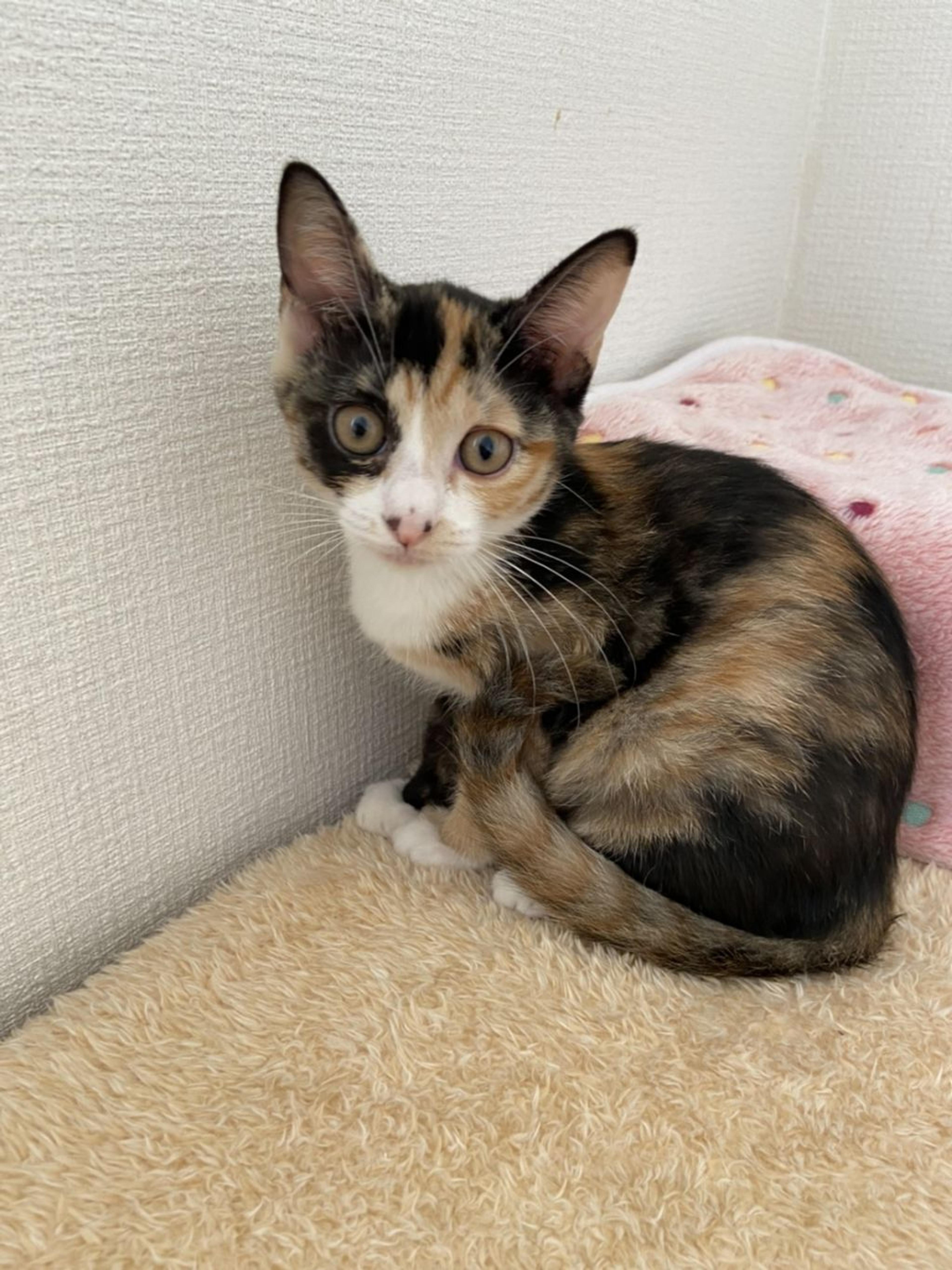 pet-image-5