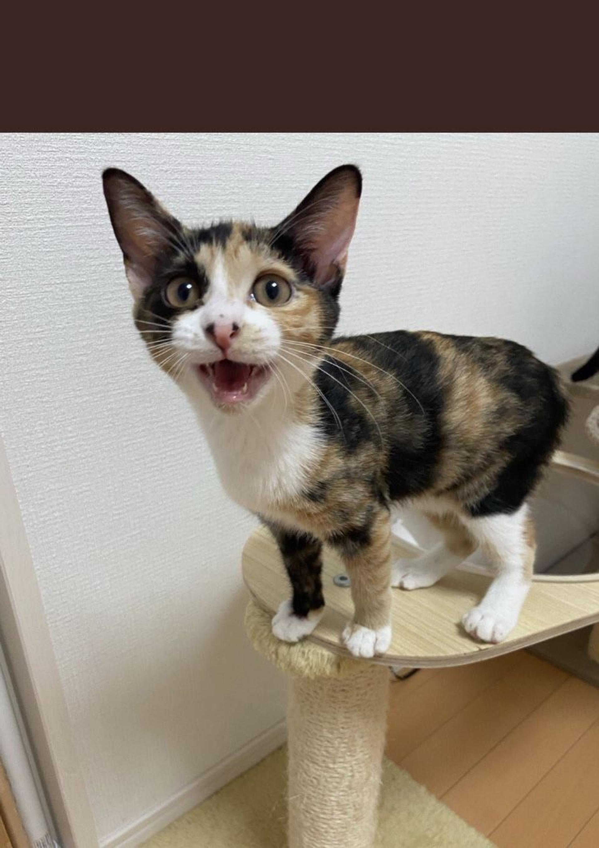 pet-image-6
