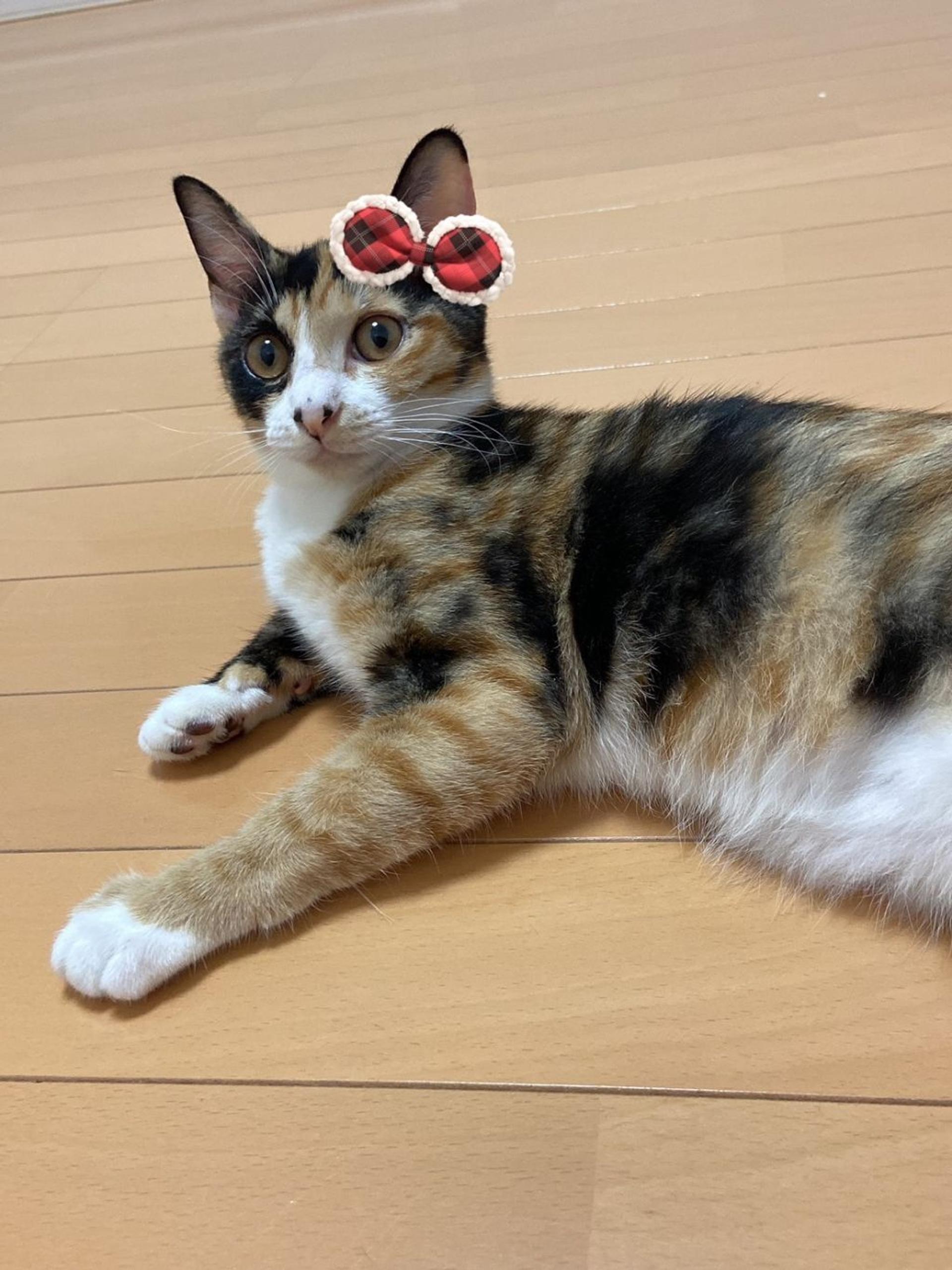 pet-image-7