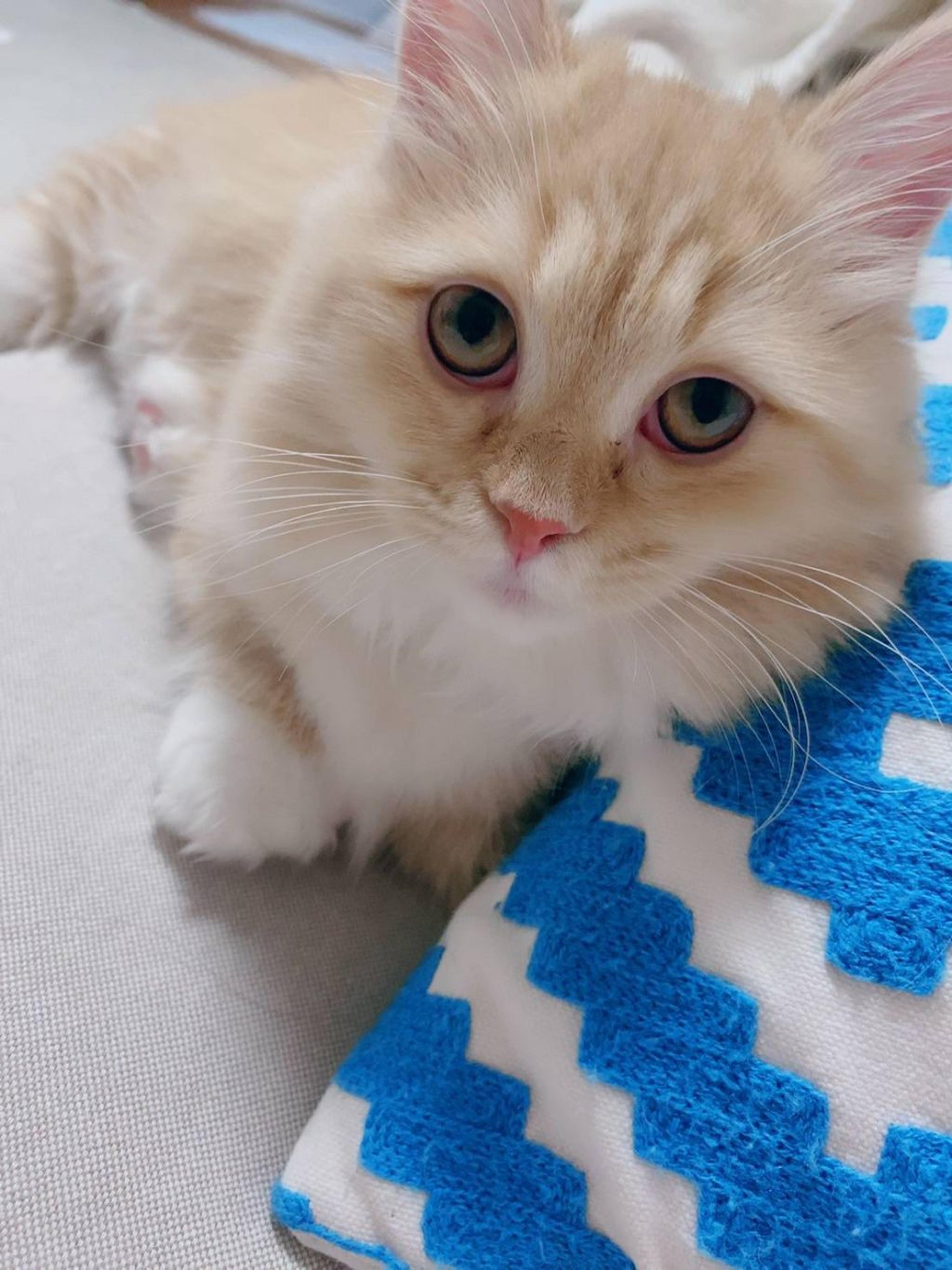 pet-image-2