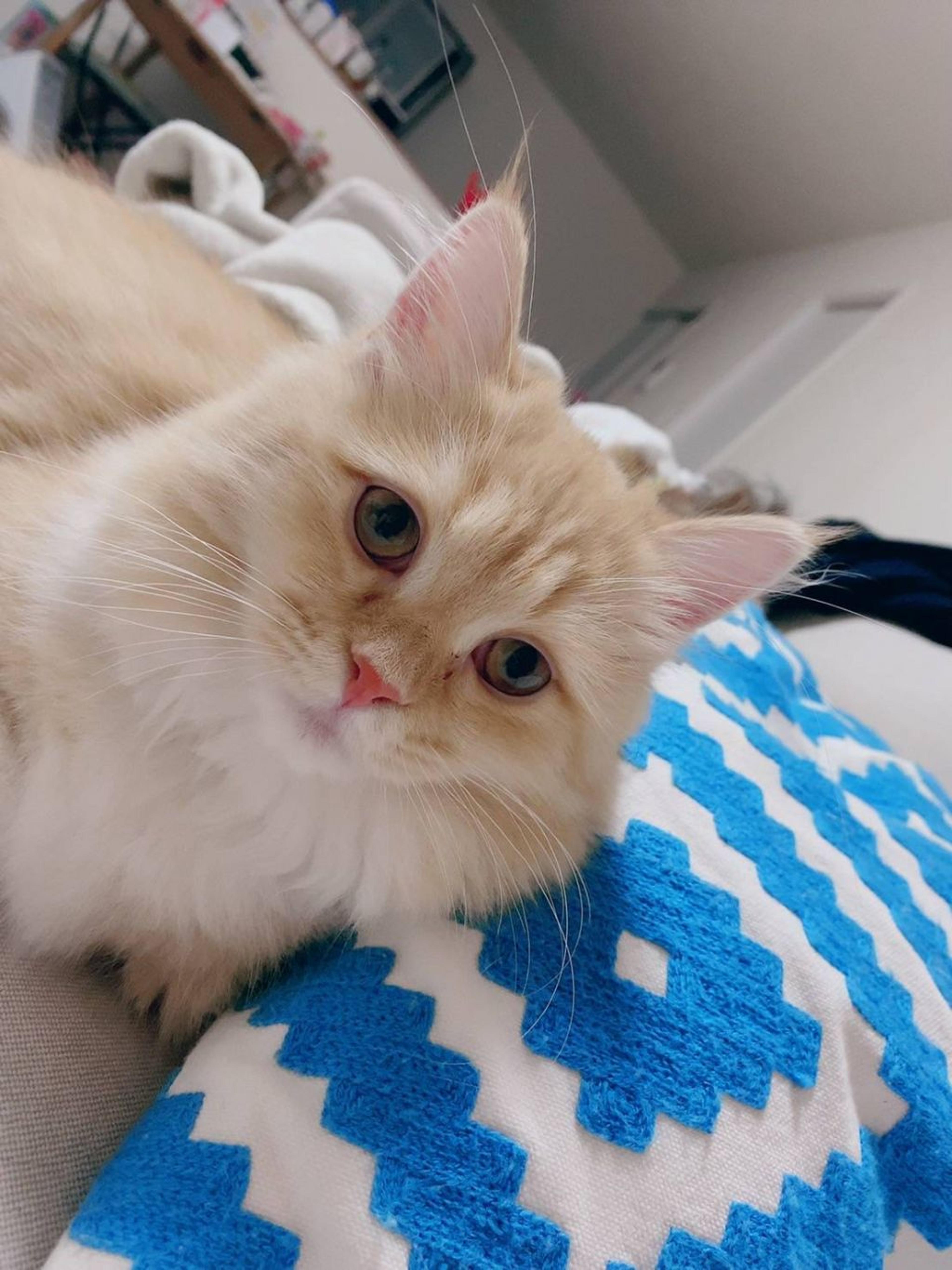 pet-image-3