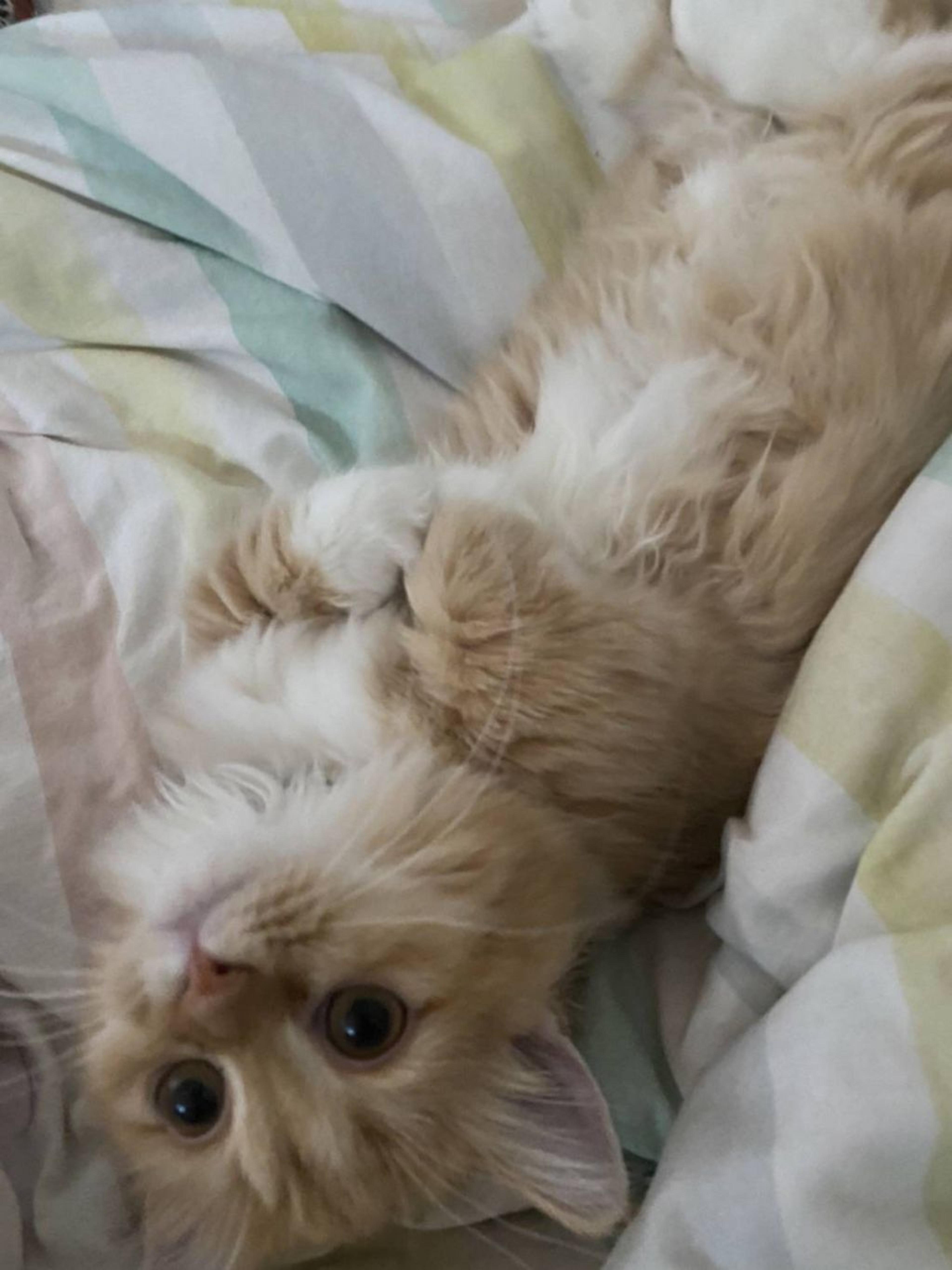 pet-image-4