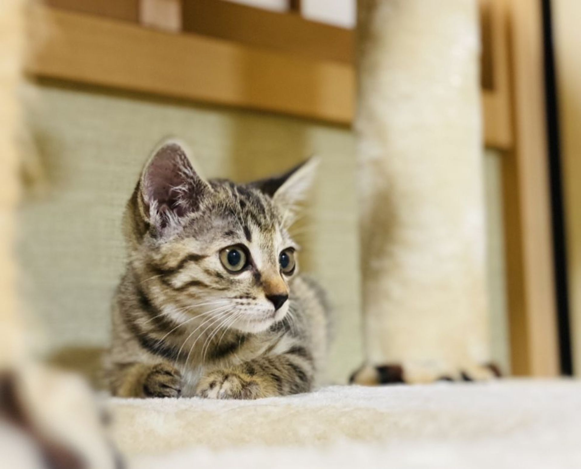 雑種（ミックス猫）・メスの里親募集の写真
