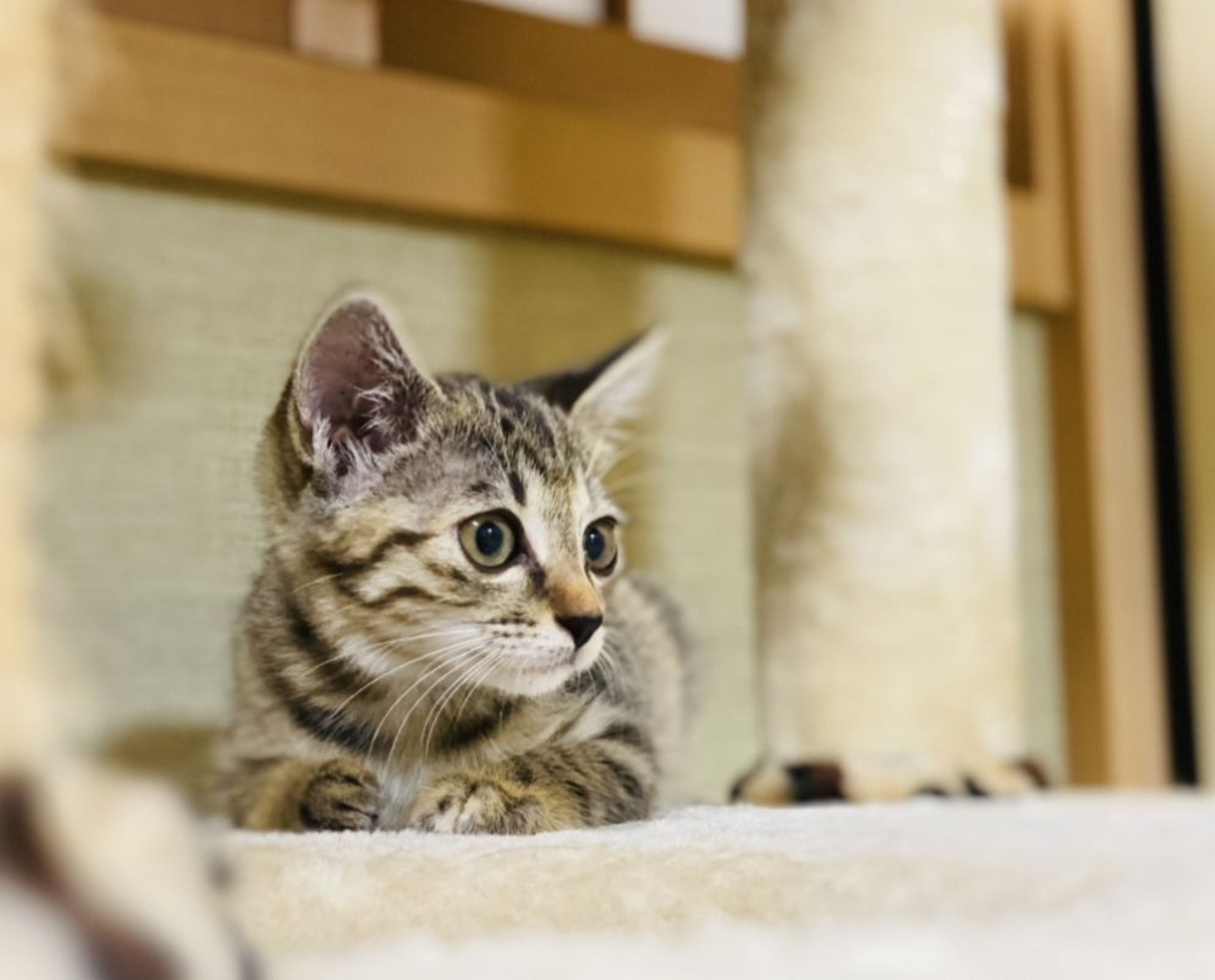 雑種（ミックス猫）・メスの里親募集の写真