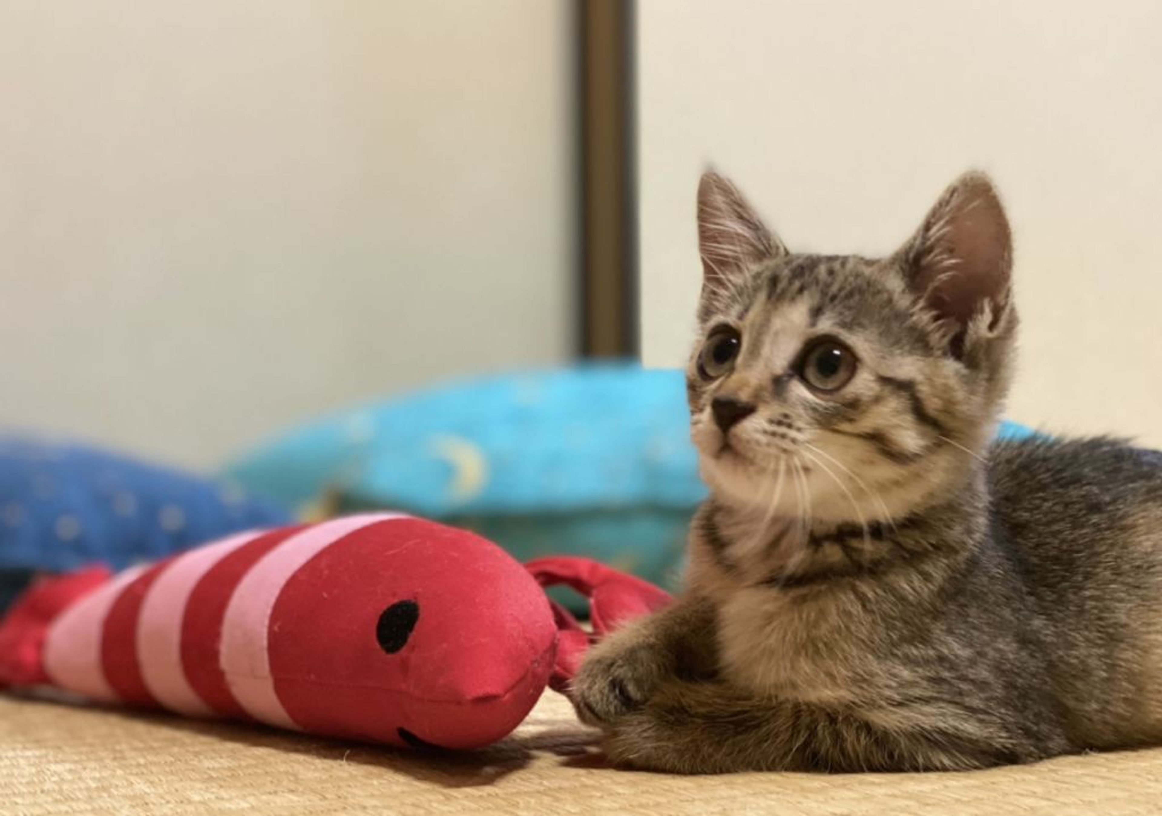 pet-image-2