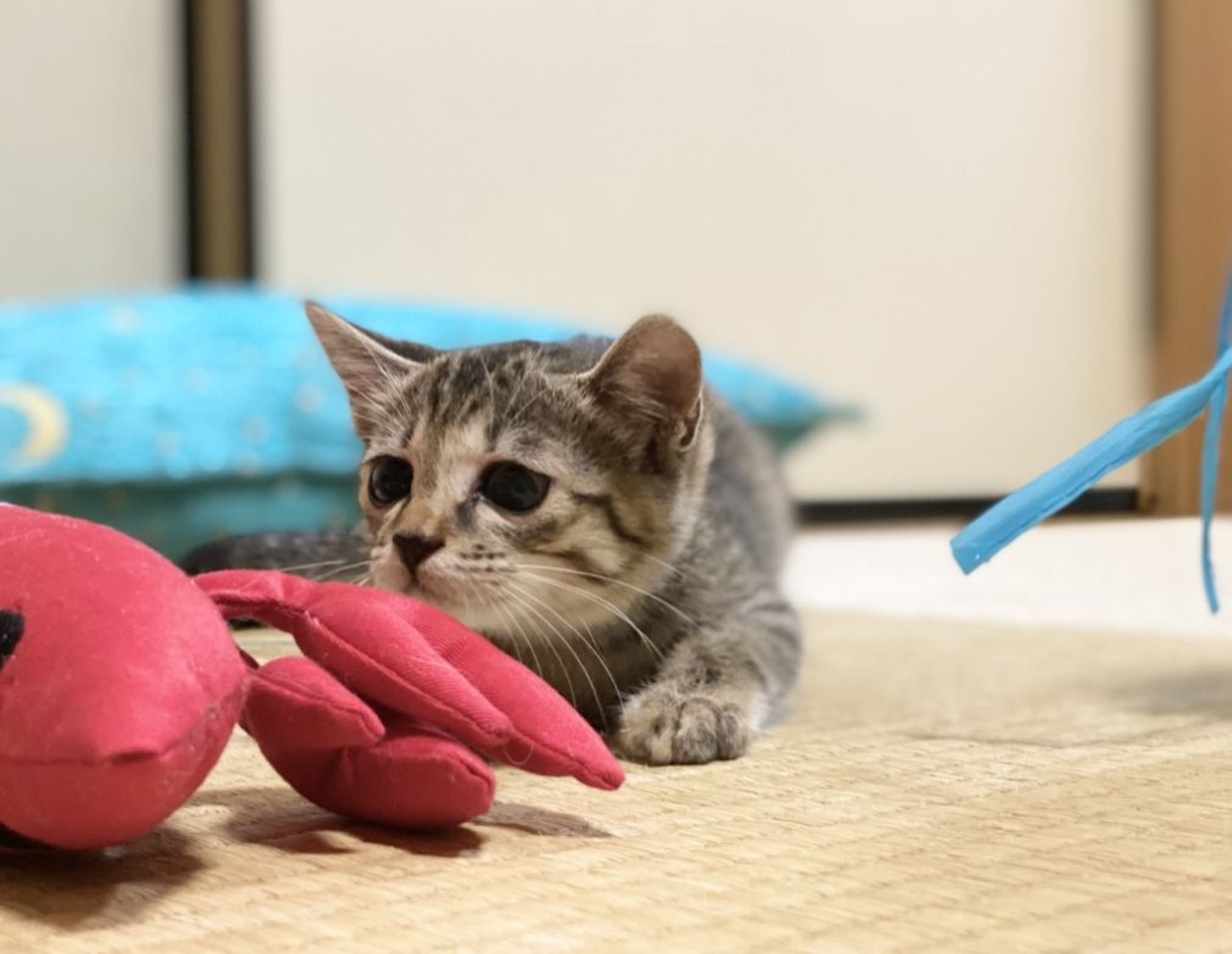 pet-image-3