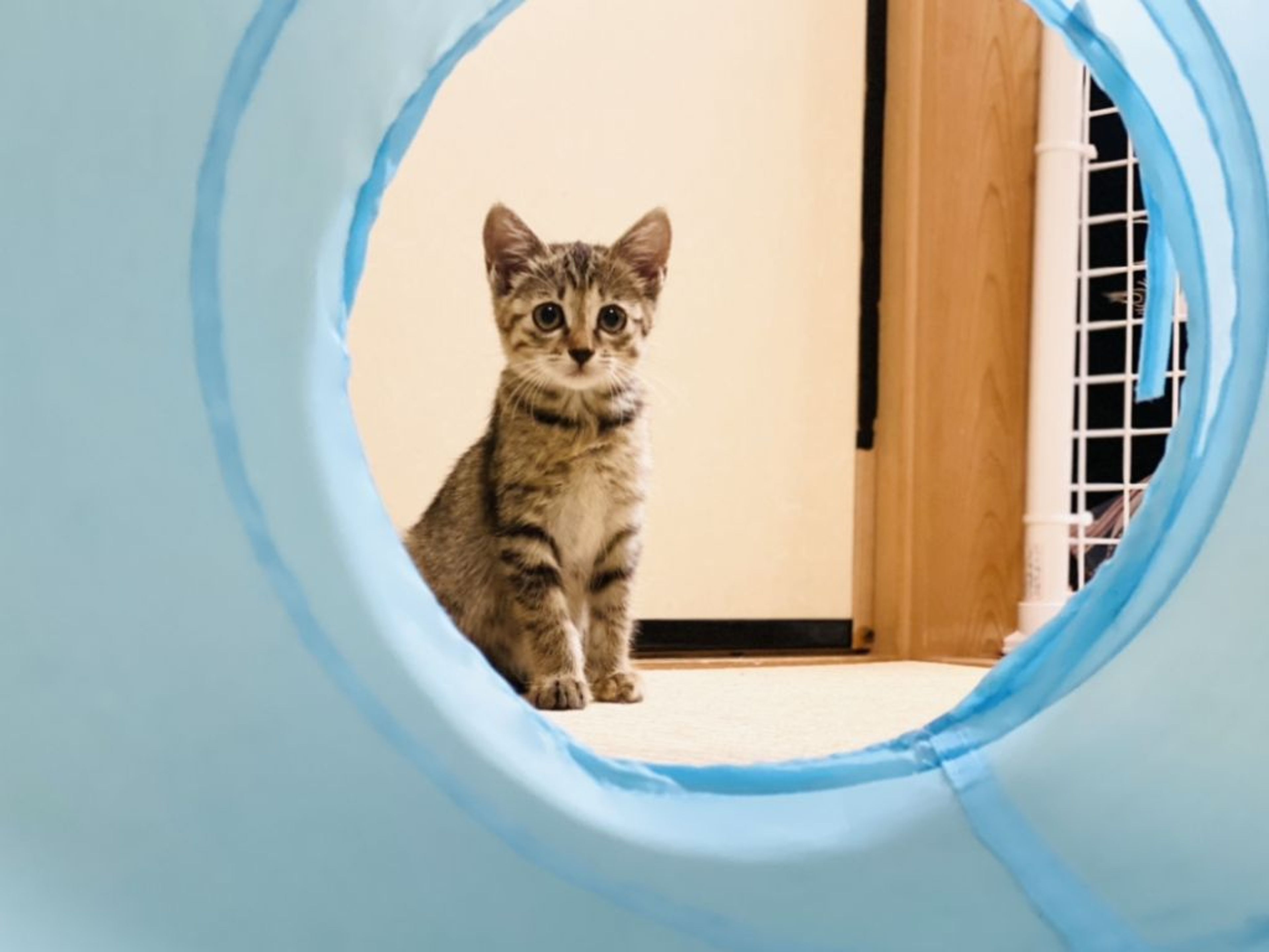 pet-image-4