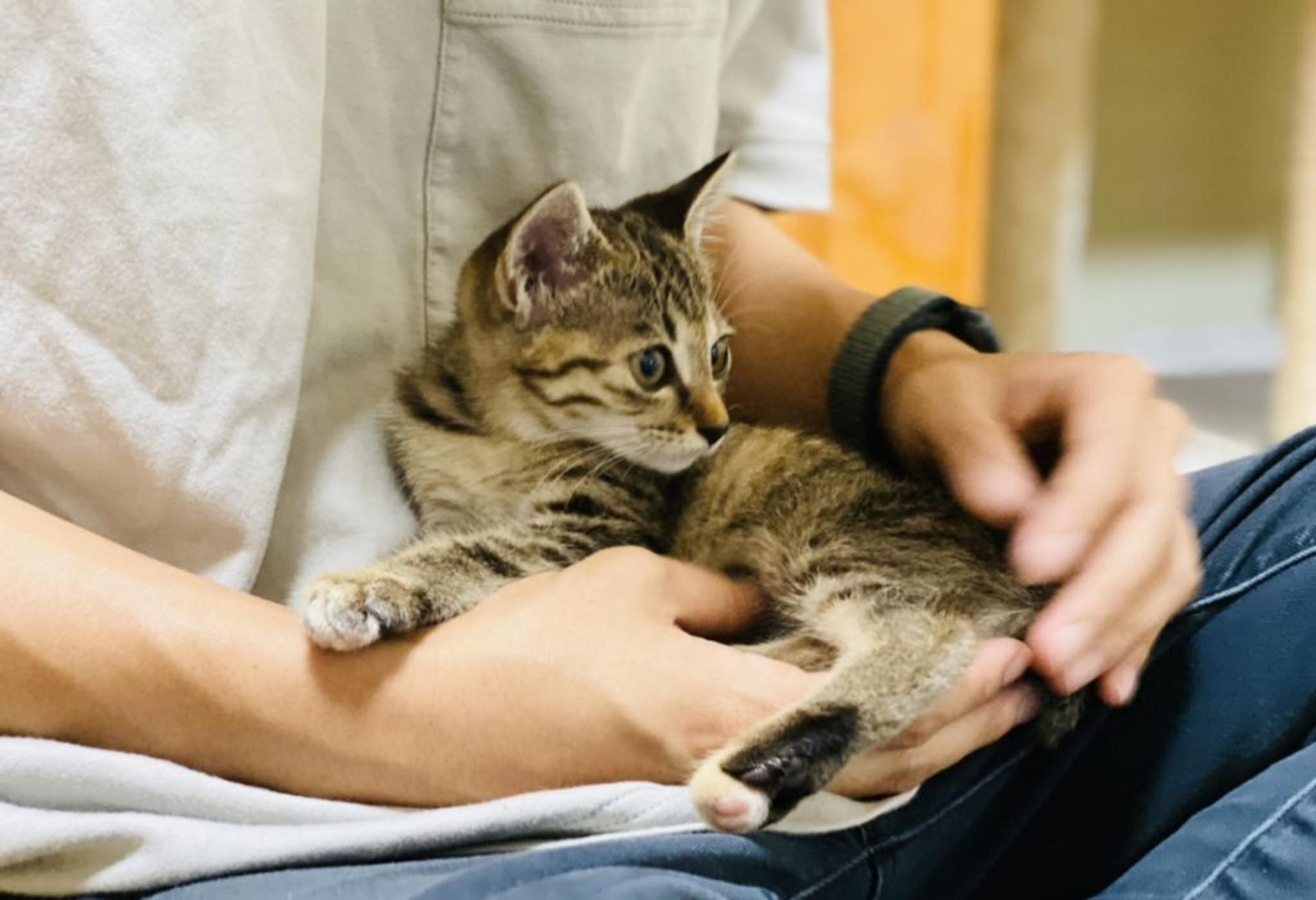 pet-image-5