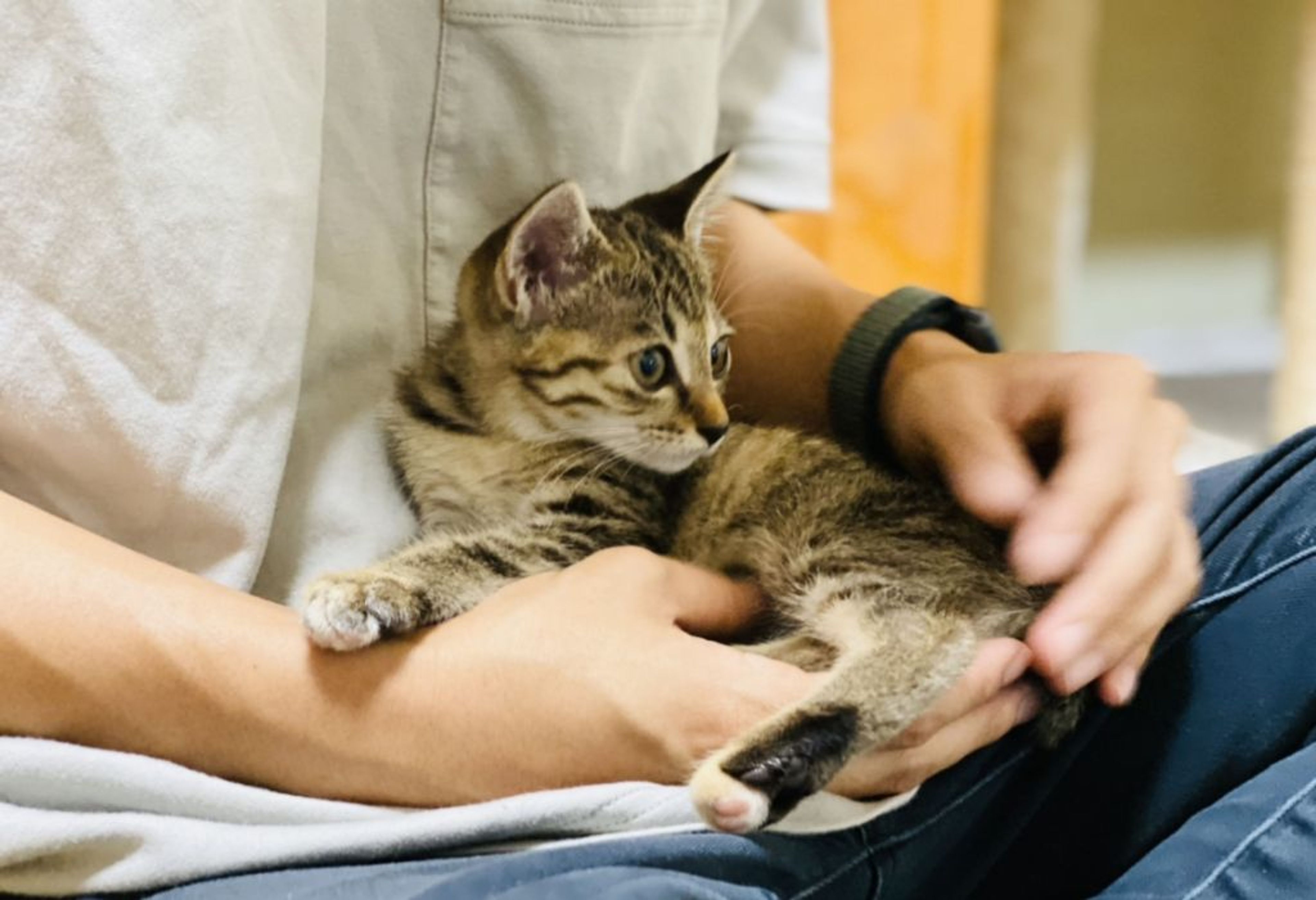 pet-image-5