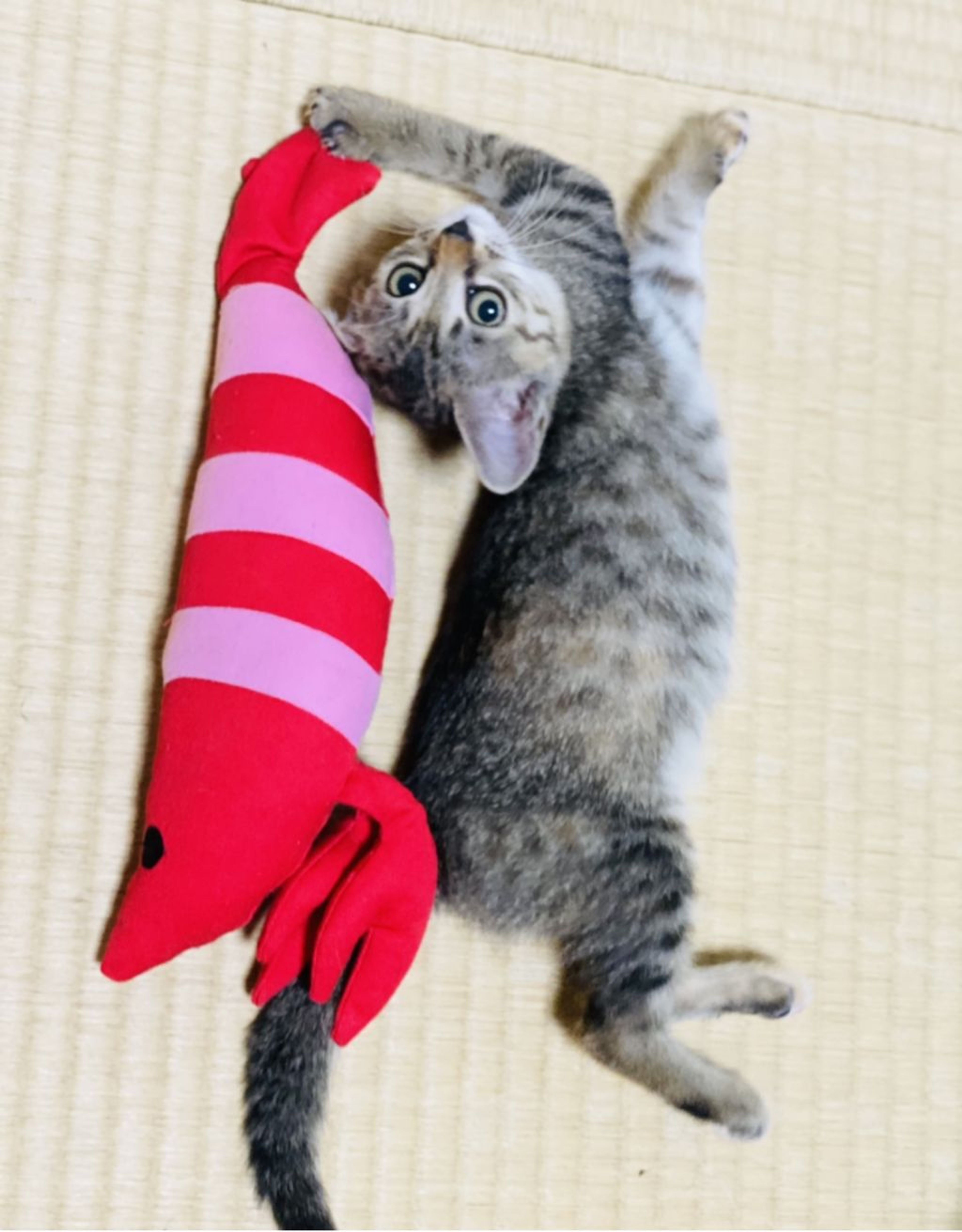 pet-image-6