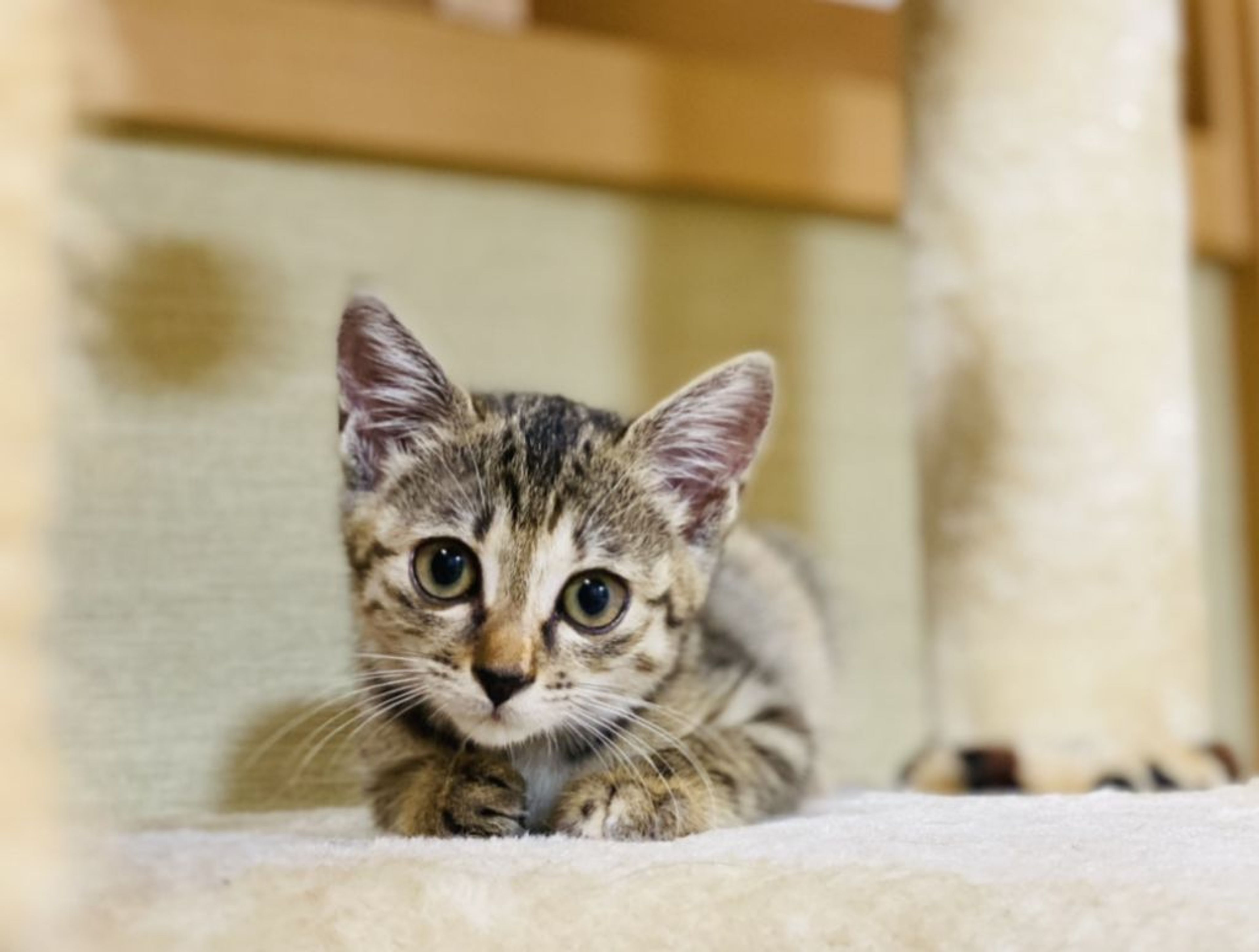 pet-image-7