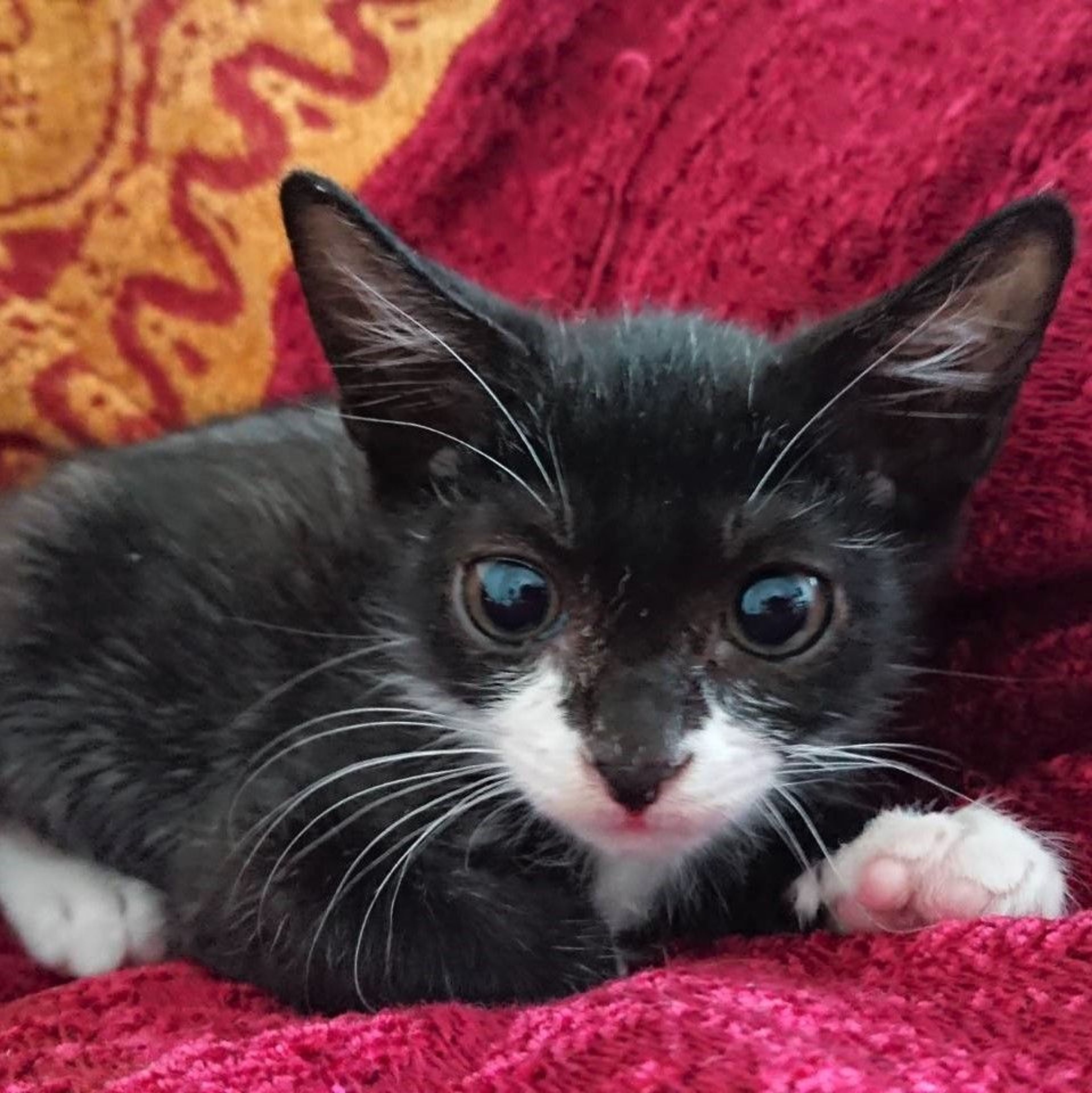 pet-image-2