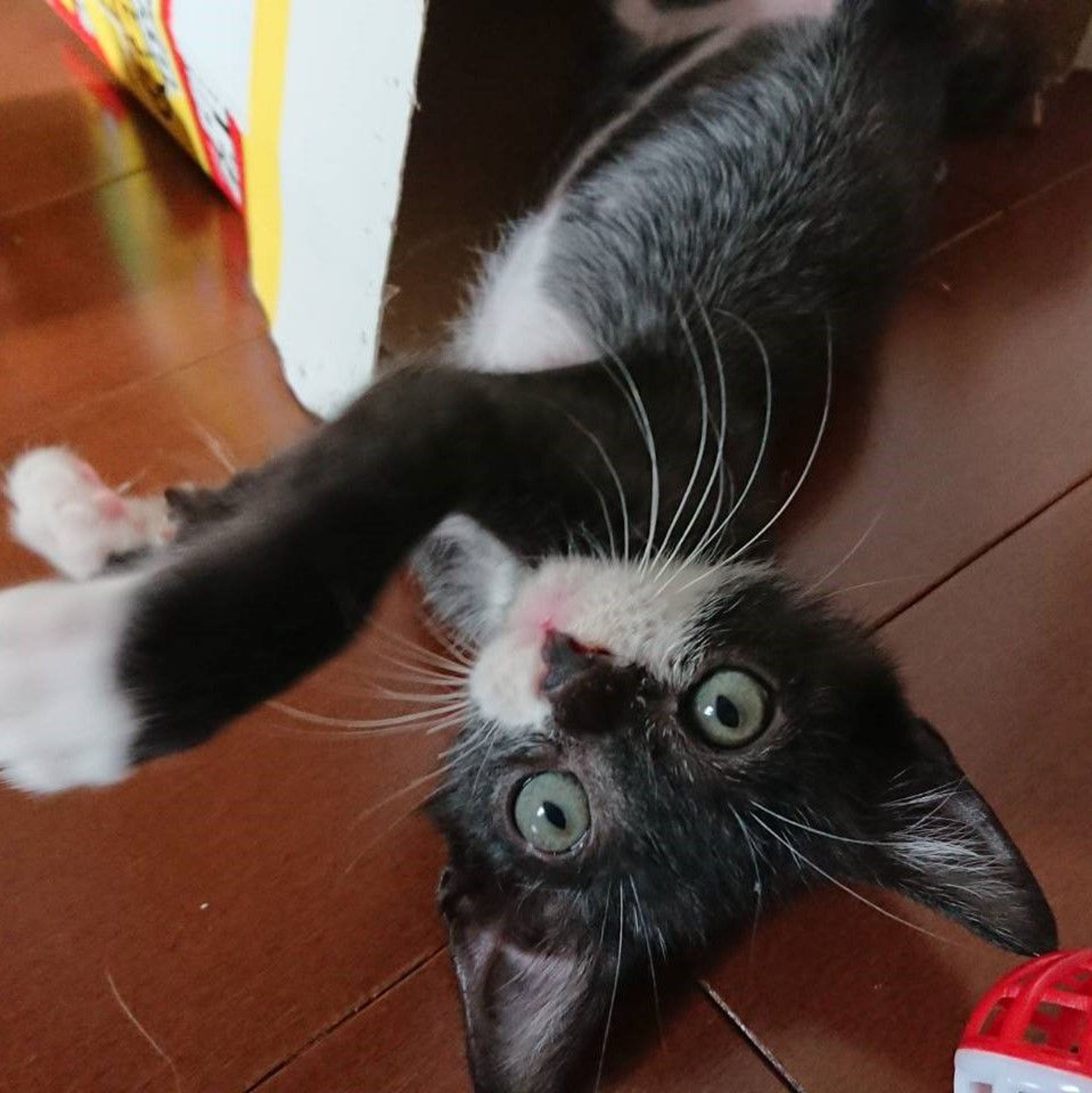 pet-image-3